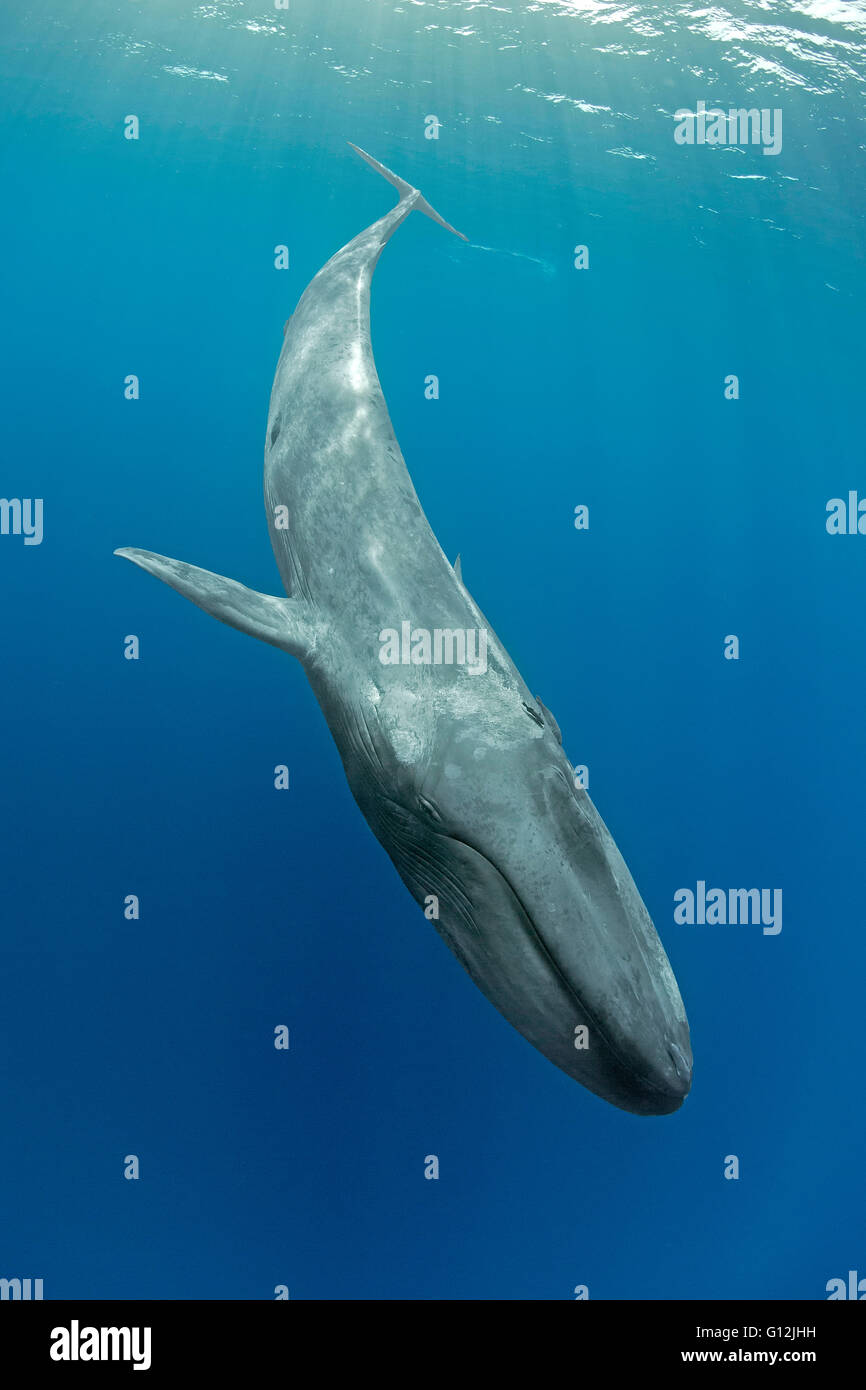 La ballena azul, Balaenoptera musculus, el Océano Índico, Sri Lanka Foto de stock