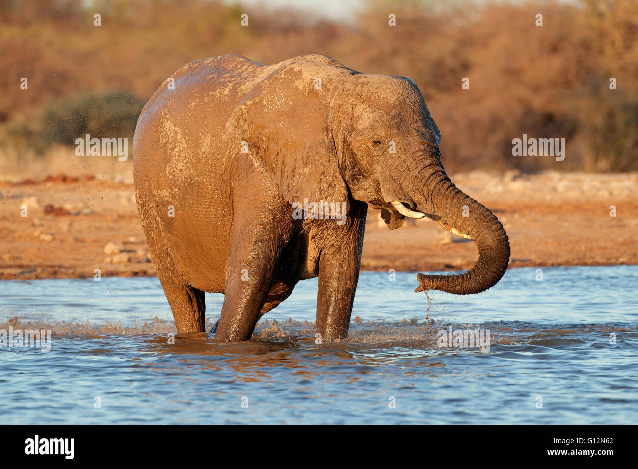 Elefante africano (Loxodonta africana), el agua potable, el Parque Nacional de Etosha, Namibia Foto de stock