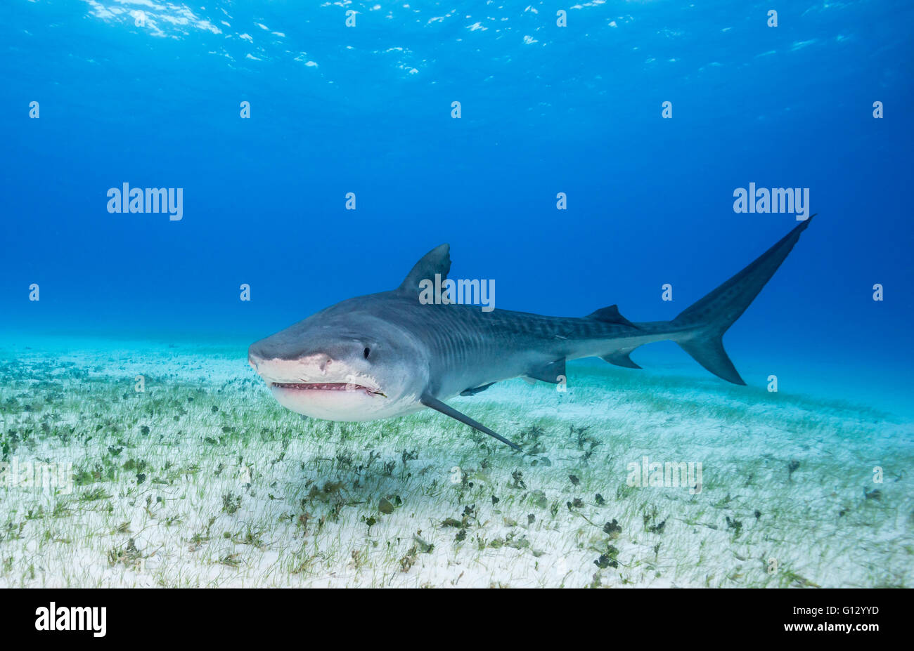 Tiburón tigre, Galeocerdo cuvier, submarino en las Bahamas, El Caribe Foto de stock