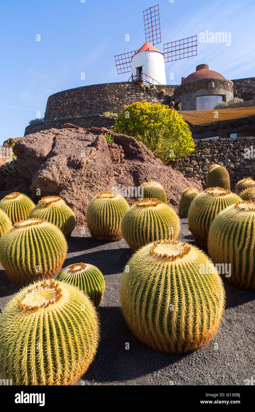 Las plantas de cactus y molino jardín de cactus diseñado por César Manrique, Guatiza. Lanzarote, Islas Canarias, España Foto de stock