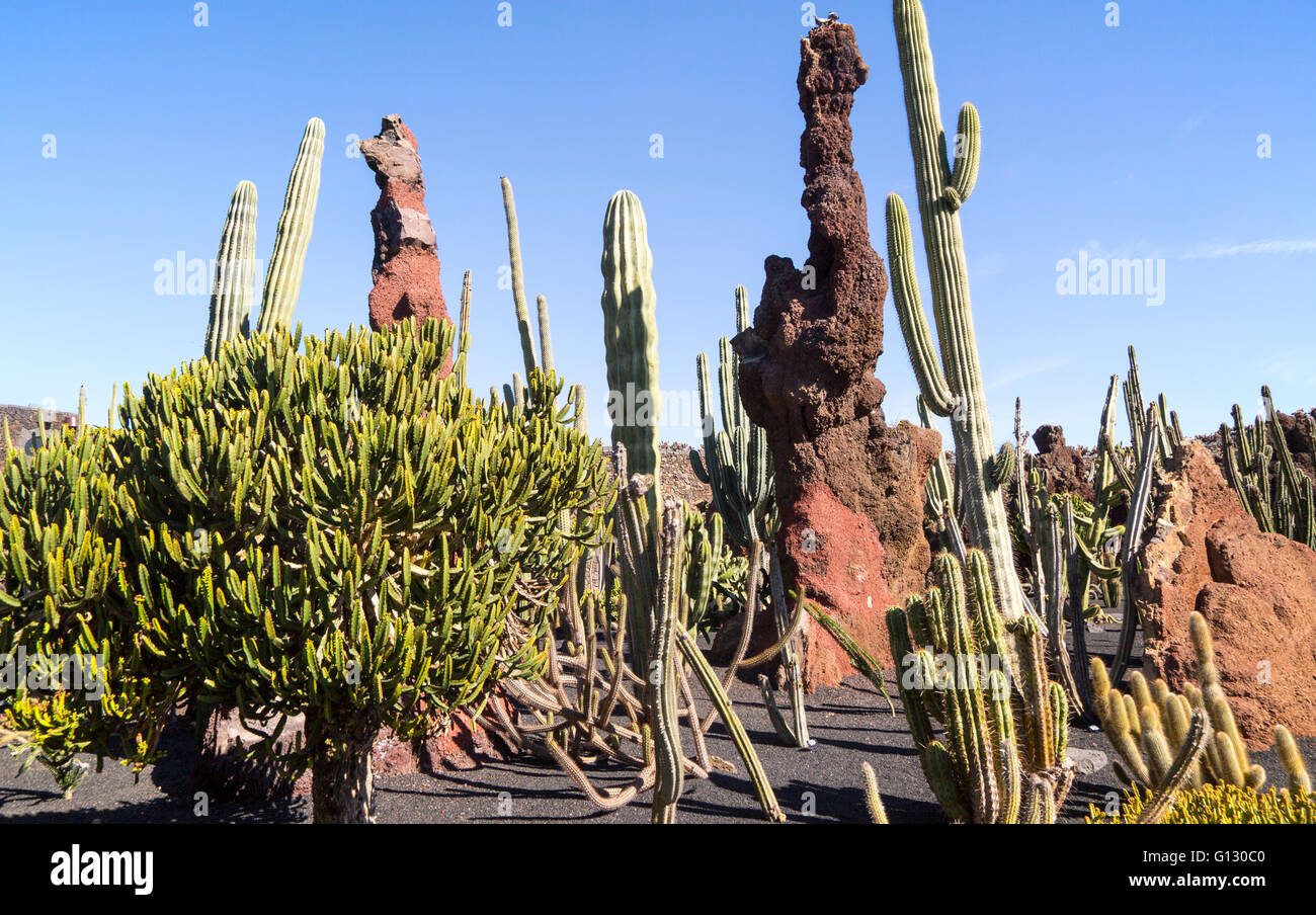 Dentro de las plantas de cactus jardín de cactus diseñado por César Manrique, Guatiza. Lanzarote, Islas Canarias, España Foto de stock