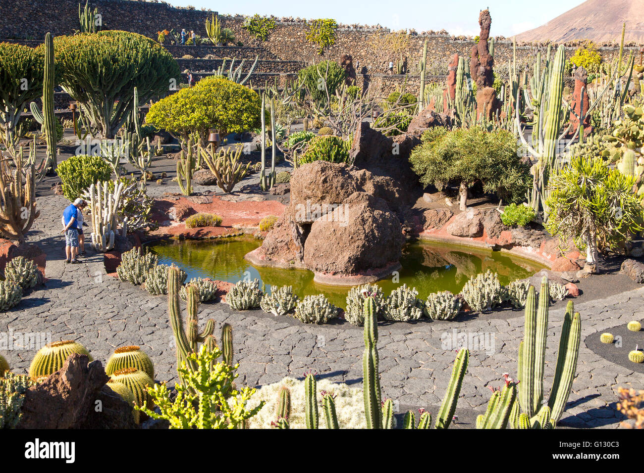 Dentro de las plantas de cactus jardín de cactus diseñado por César Manrique, Guatiza. Lanzarote, Islas Canarias, España Foto de stock