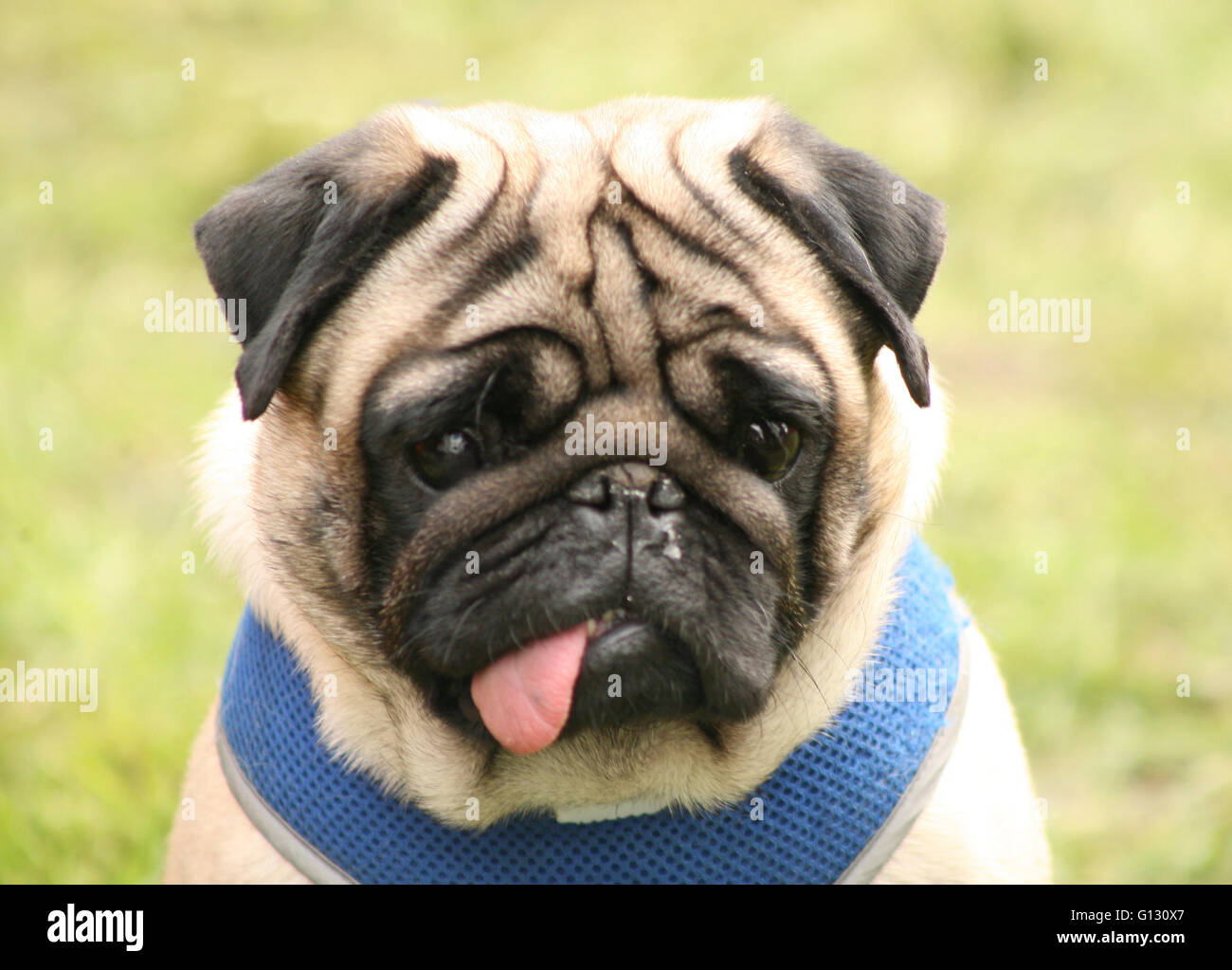 Perro pug con lengua fuera Fotografía de stock - Alamy