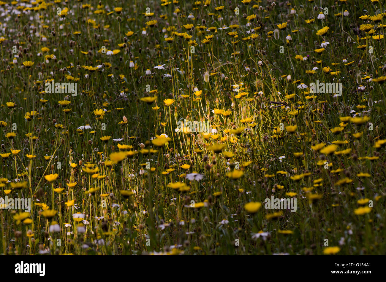Sun Beam cae en un prado con margaritas amarillas flores, España. Foto de stock