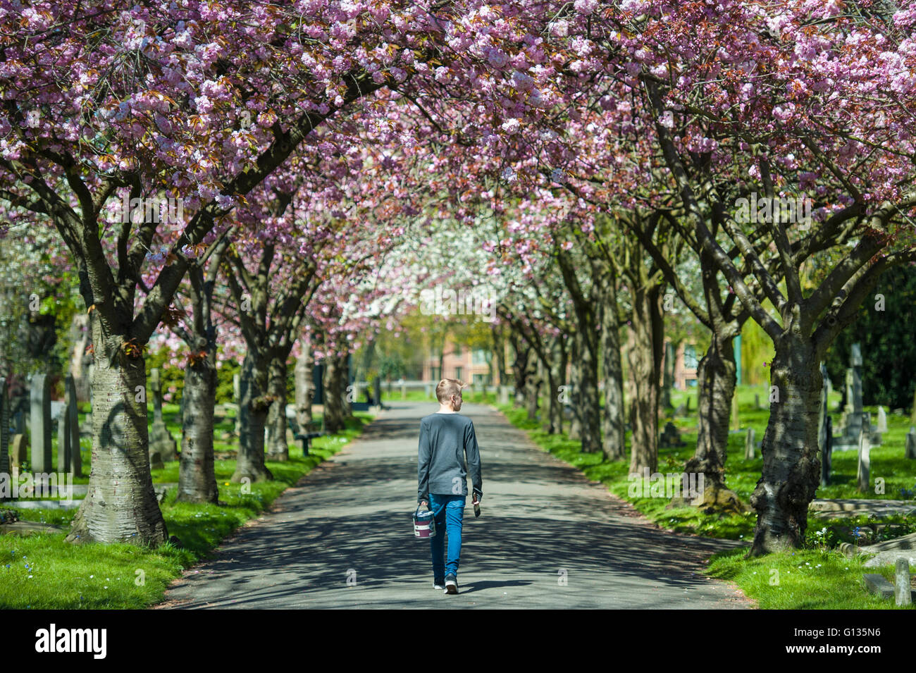 Florecen en vista completa y un muchacho con un pincel y pintura en un cementerio en Londres Foto de stock