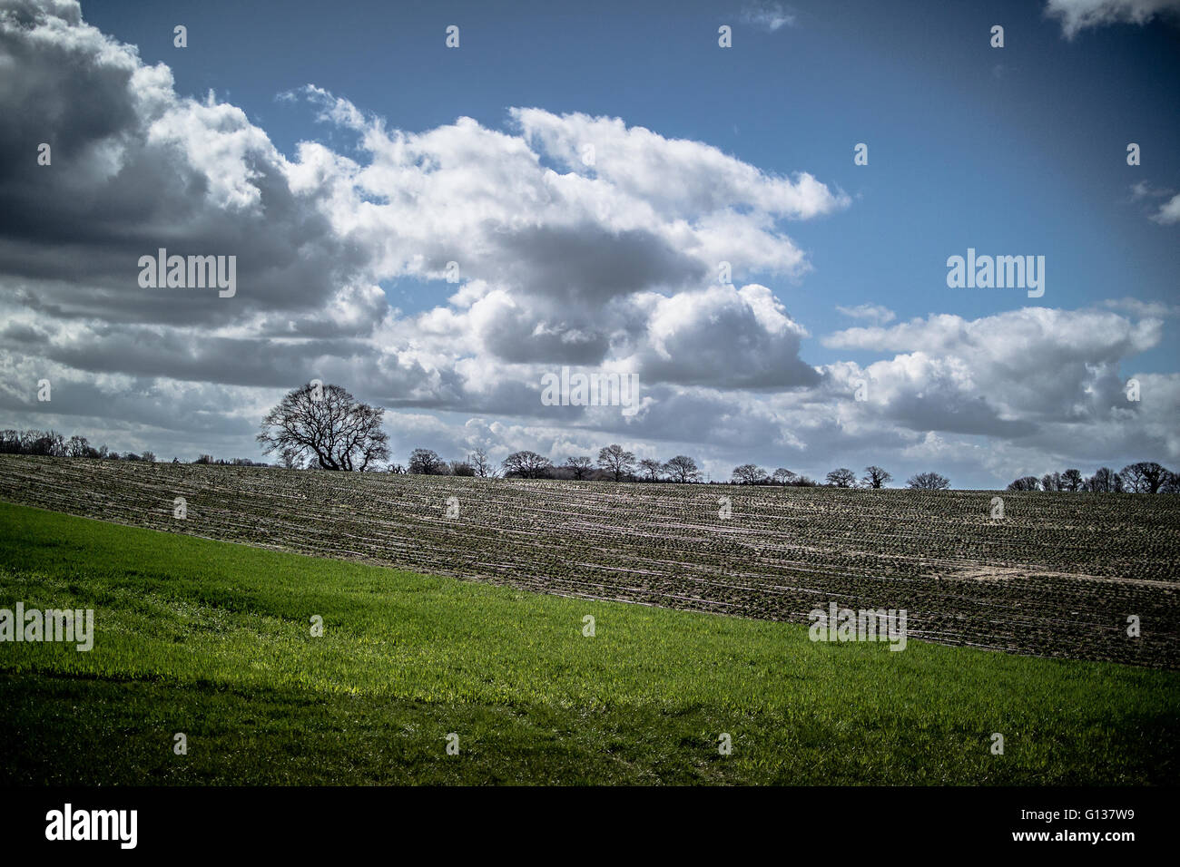 Los árboles en el margen del acantilado campo con nubes blancas mullidas, brillante cielo azul y la hierba verde. Foto de stock