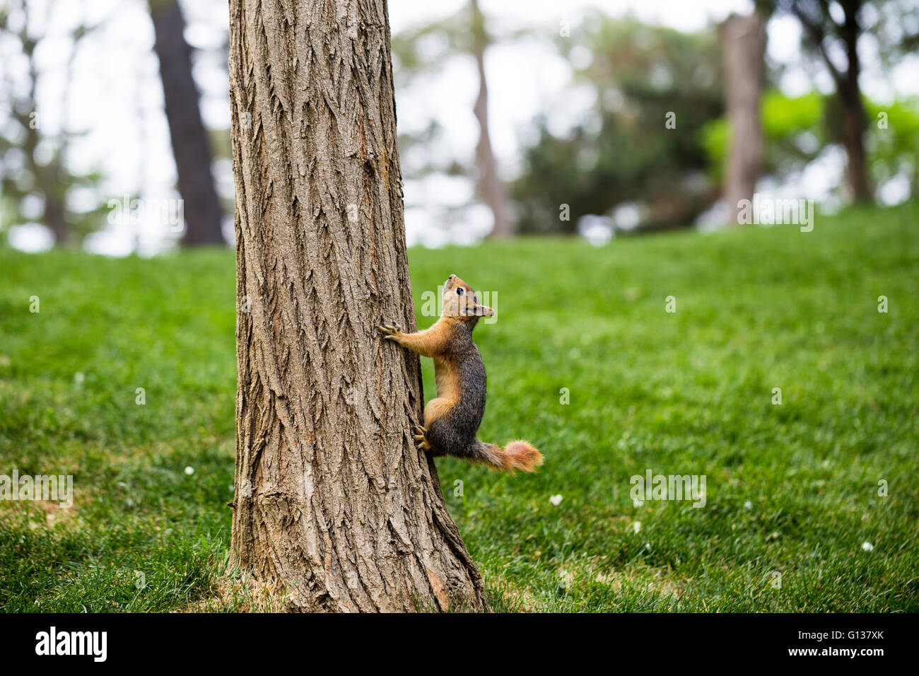 Curioso mono ardilla subiendo un tronco de pino Foto de stock