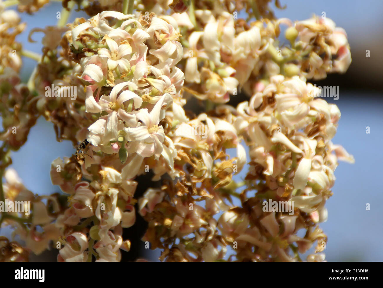 Reutealis trisperma, Filipina tung, árbol caducifolio de Filipinas con hojas ovales cordiforme y unisexuadas pálidas flores blancas Foto de stock