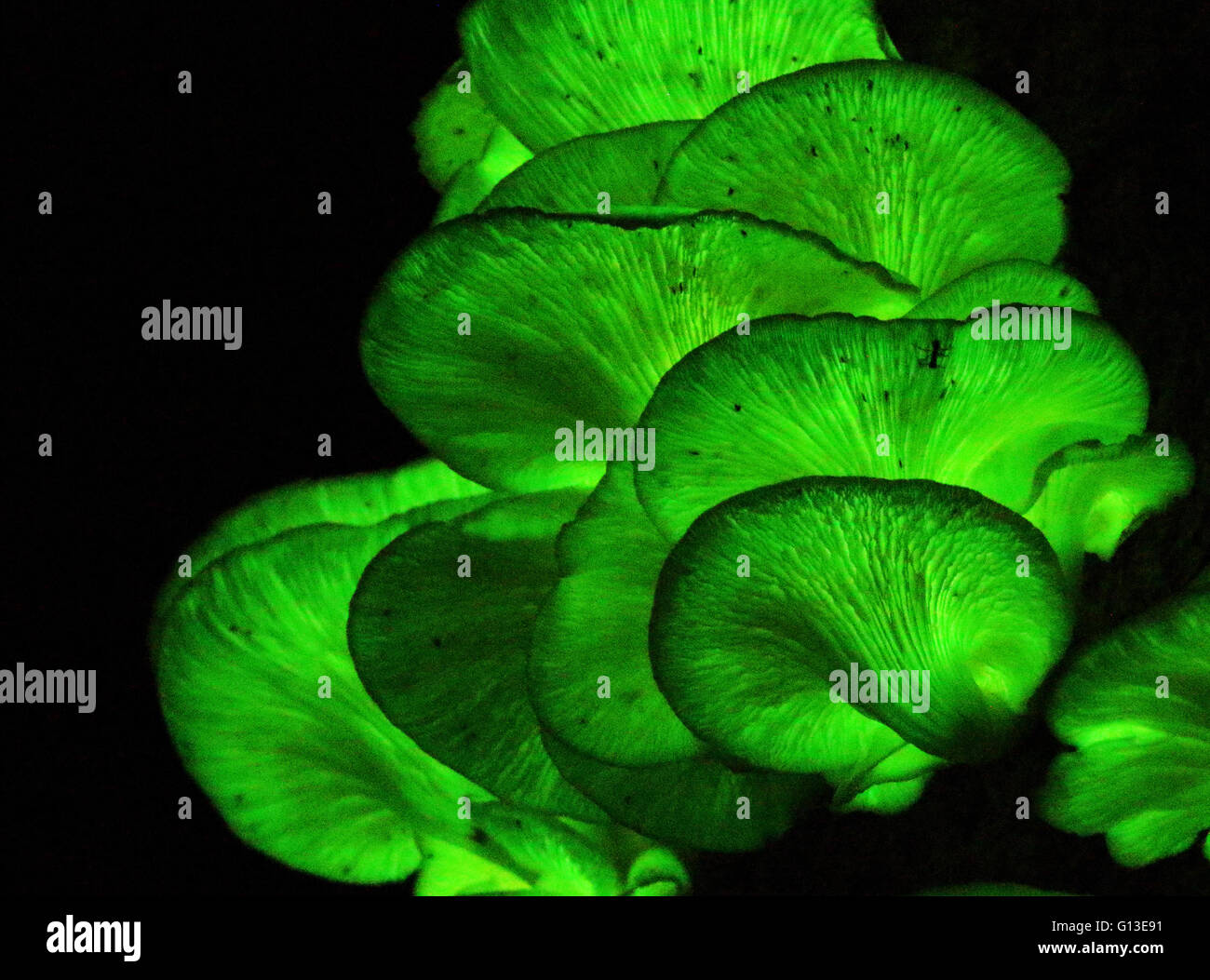 Cerrar un retrato de resplandecientes brillando toadstools bioluminiscente. Foto de stock