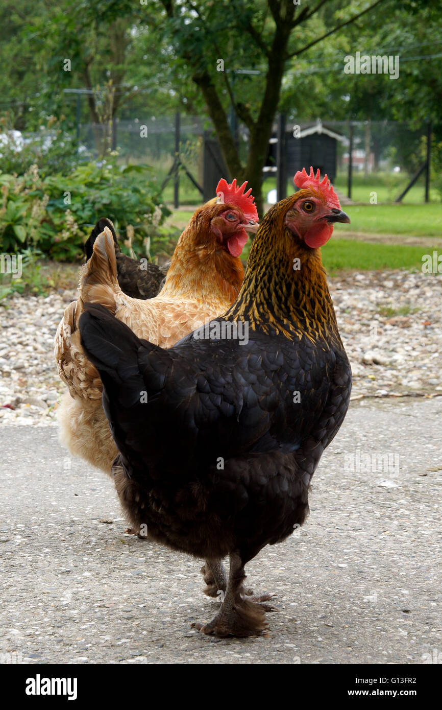 Dos pollos marrón Foto de stock