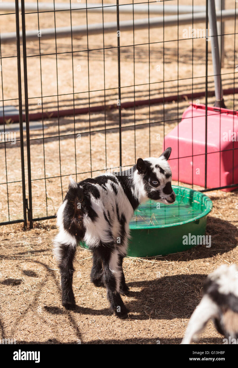Cabra enana nigeriana fotografías e imágenes de alta resolución Alamy