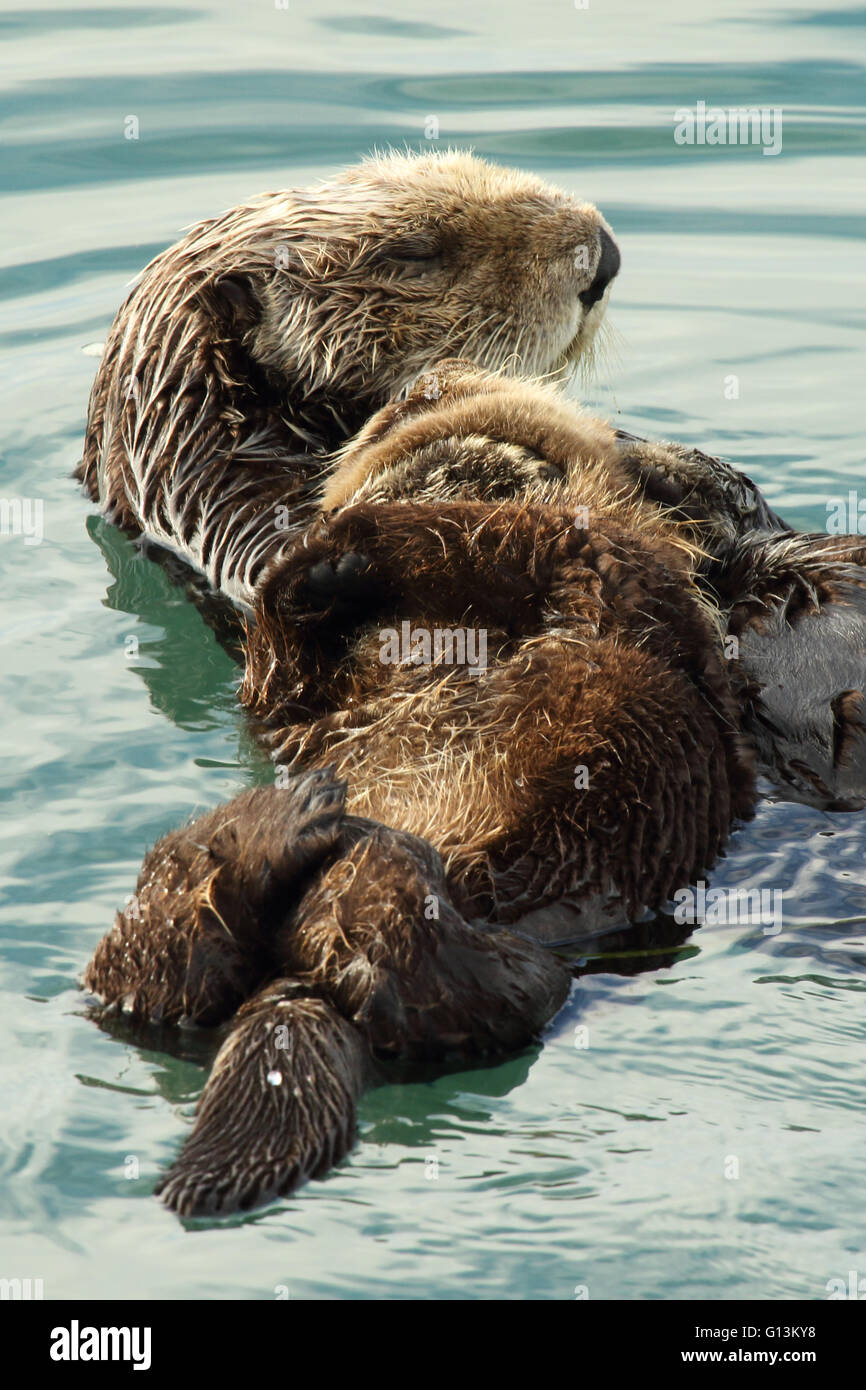 Una Nutria marina madre sosteniendo a su bebé para dormir Fotografía de  stock - Alamy