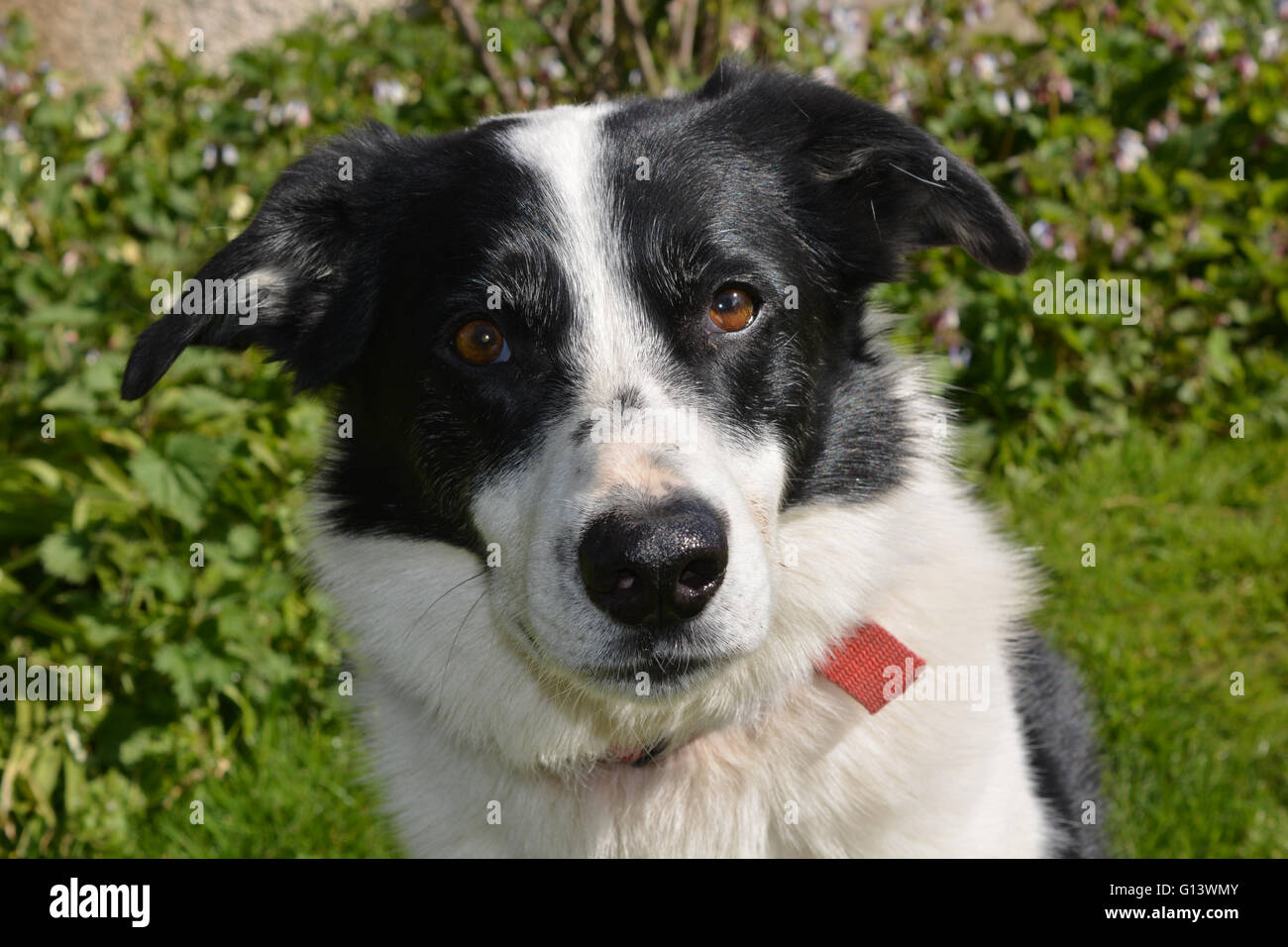 Border Collie x Foto de stock