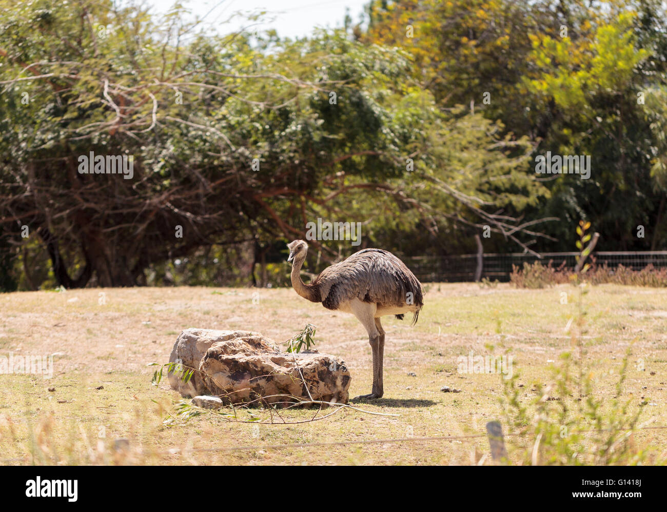 Mayor Rhea Americana Ñandu pájaro representa en una pradera comer arbustos. Foto de stock