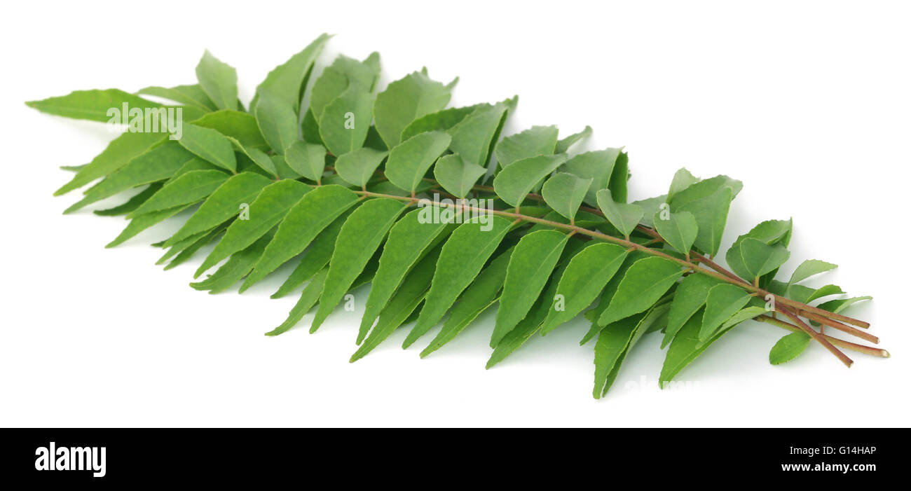 Hojas de curry sobre fondo blanco Fotografía de stock - Alamy