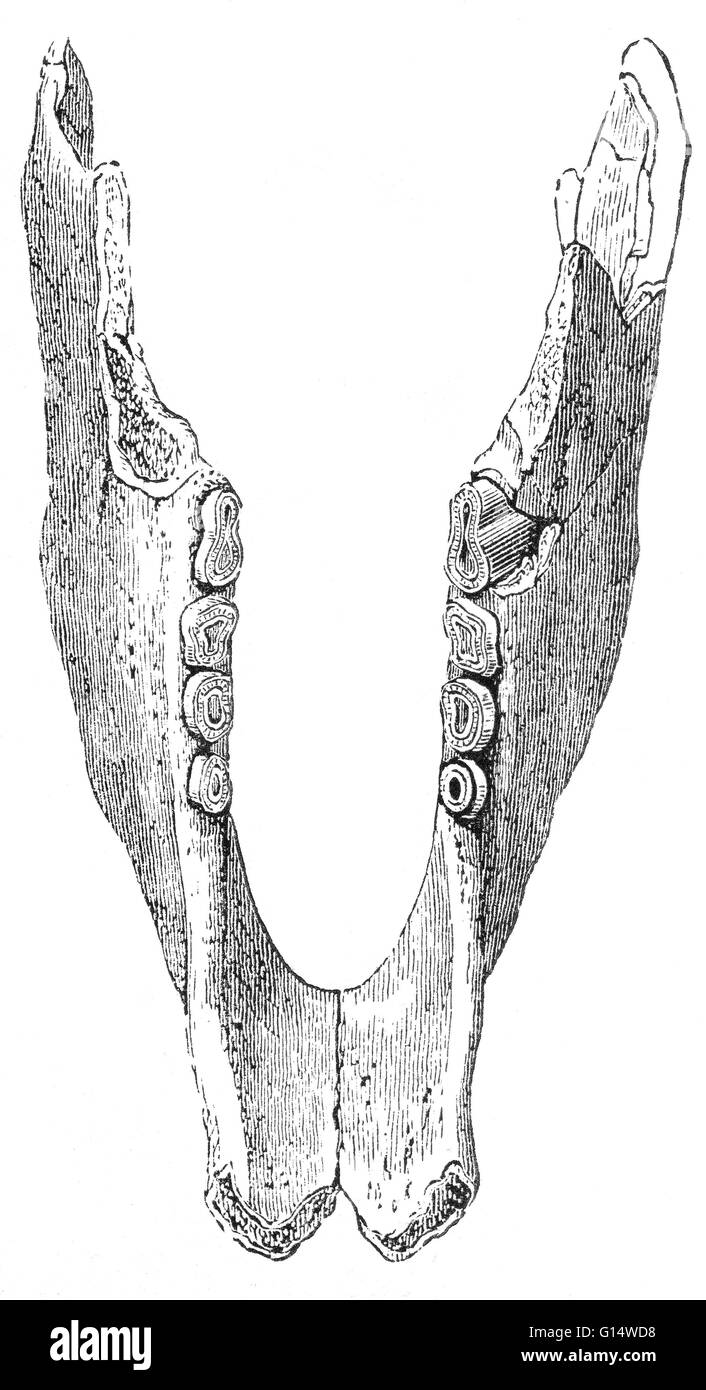 La mandíbula inferior del Milodón, un gigante Ground Sloth que vivió en