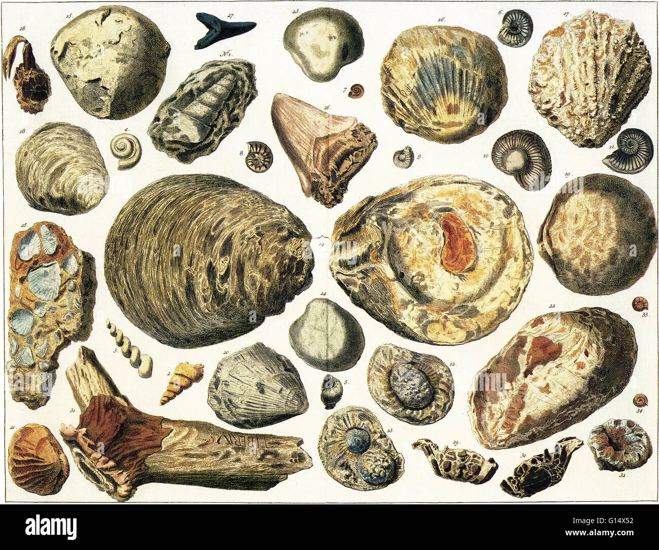 Ilustración de conchas marinas petrificadas y otros fósiles, en gran parte excavado en Alemania. Foto de stock