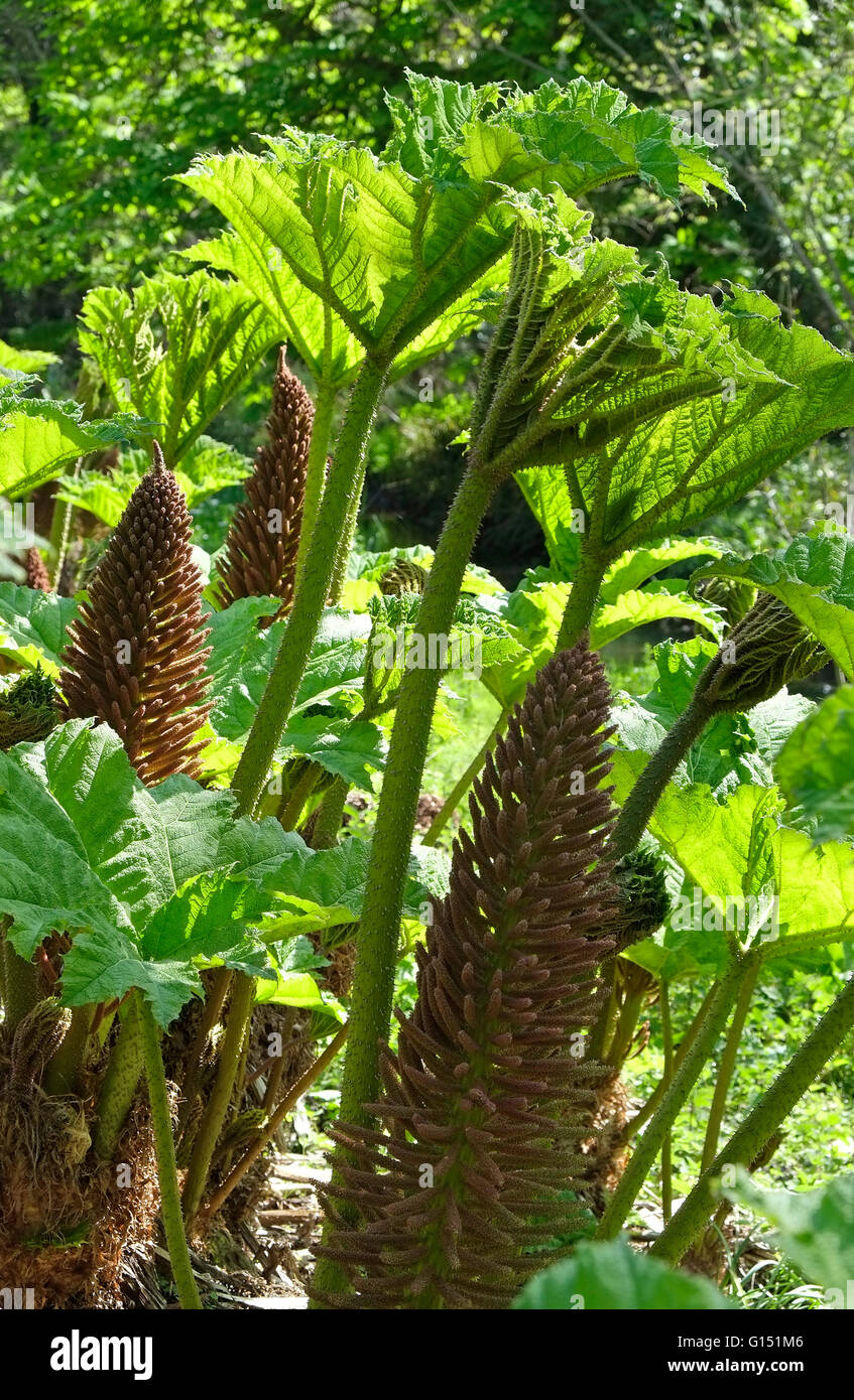 Gunnera manicata gigante planta que crecen en el jardín, al norte de Norfolk, Inglaterra Foto de stock