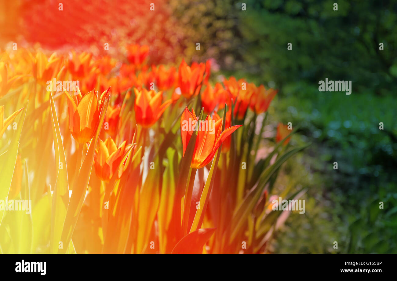 Hermosos tulipanes rojos brillantes soleado día de primavera en el parque Foto de stock