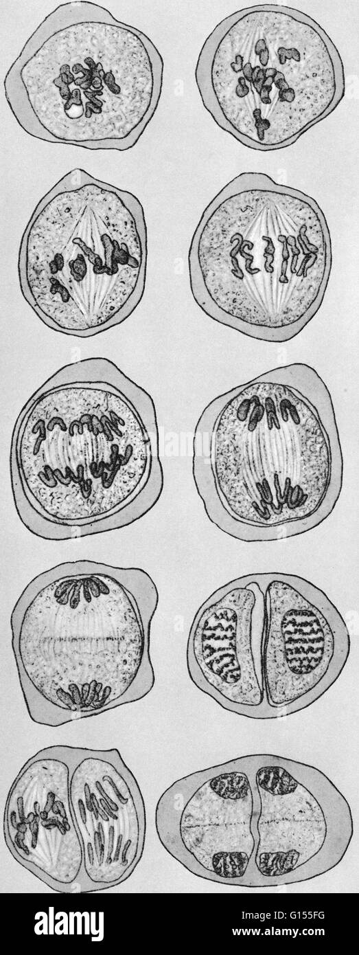 Ilustración mostrando la división del núcleo celular. Foto de stock