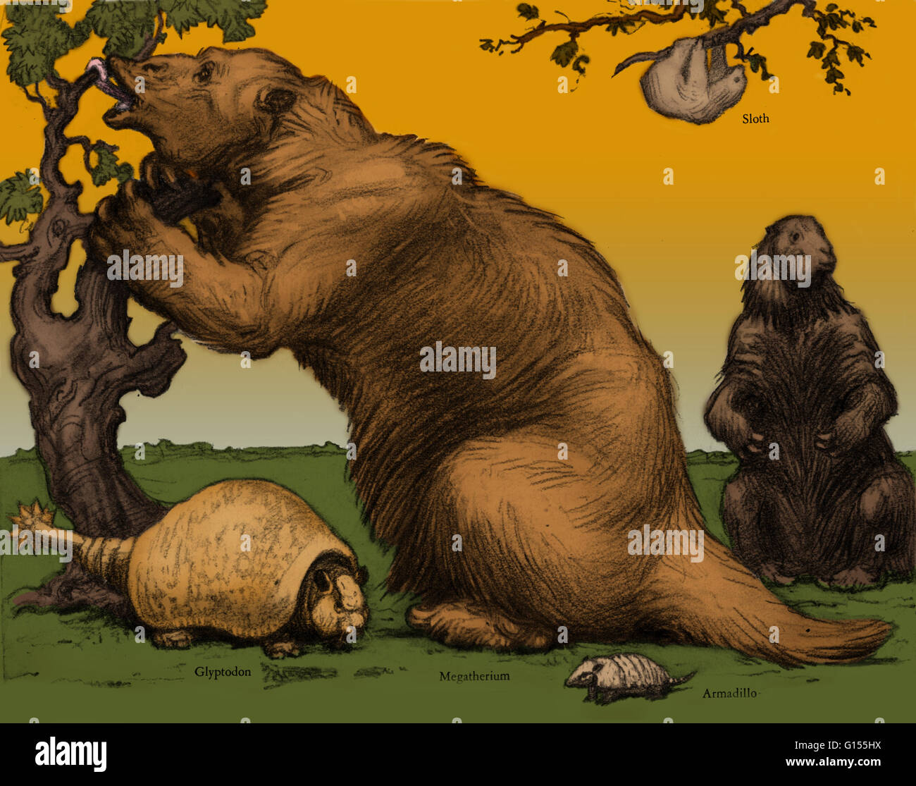 Fauna extinta, gliptodontes y Megatherium, en relación con el tamaño de un armadillo y pereza. Foto de stock