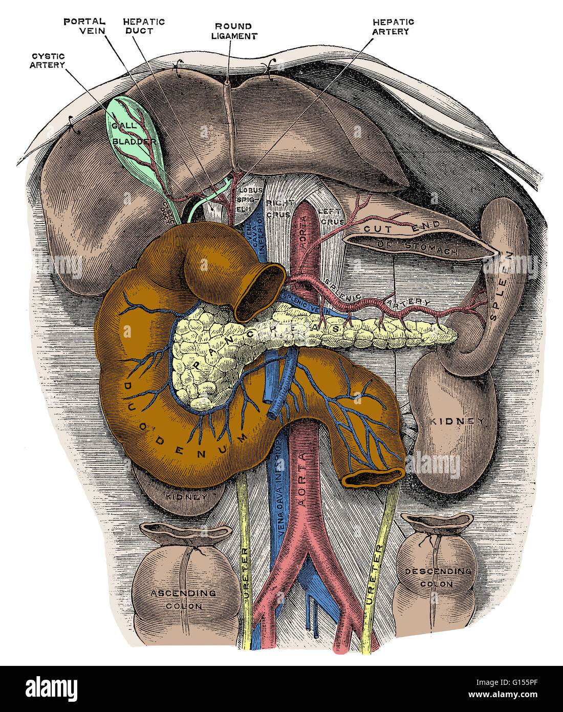 Disección del abdomen muestra específicamente el duodeno, la primera sección del intestino delgado. El duodeno es un tubo que conecta el estómago con el yeyuno (la sección media del intestino delgado). Esta es una ilustración anatómica histórico Foto de stock