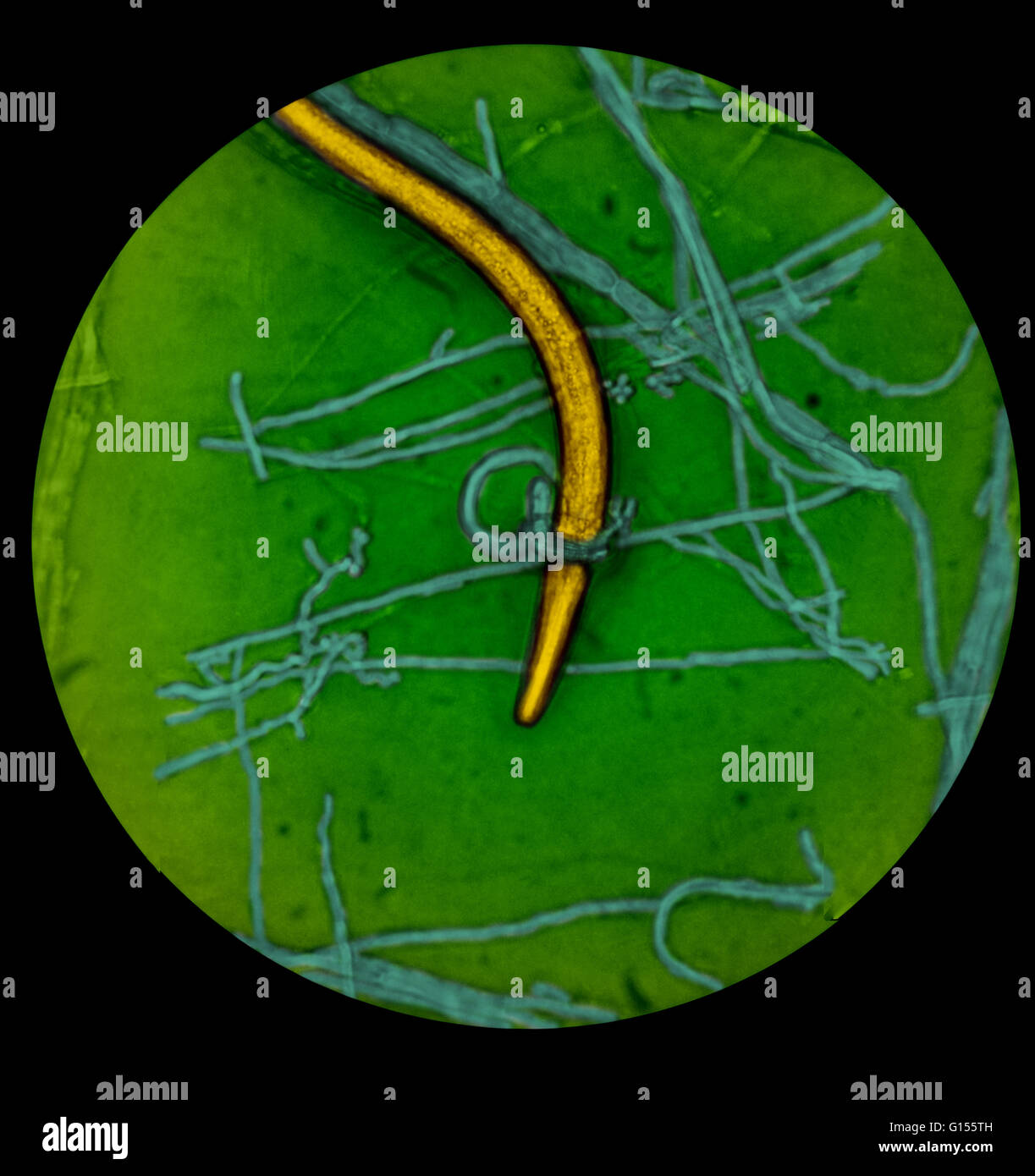 Micrografía de luz de un gusano nematodo atrapados por el hongo Arthrobotrys depredadora conoides; aumento de 560X. Foto de stock