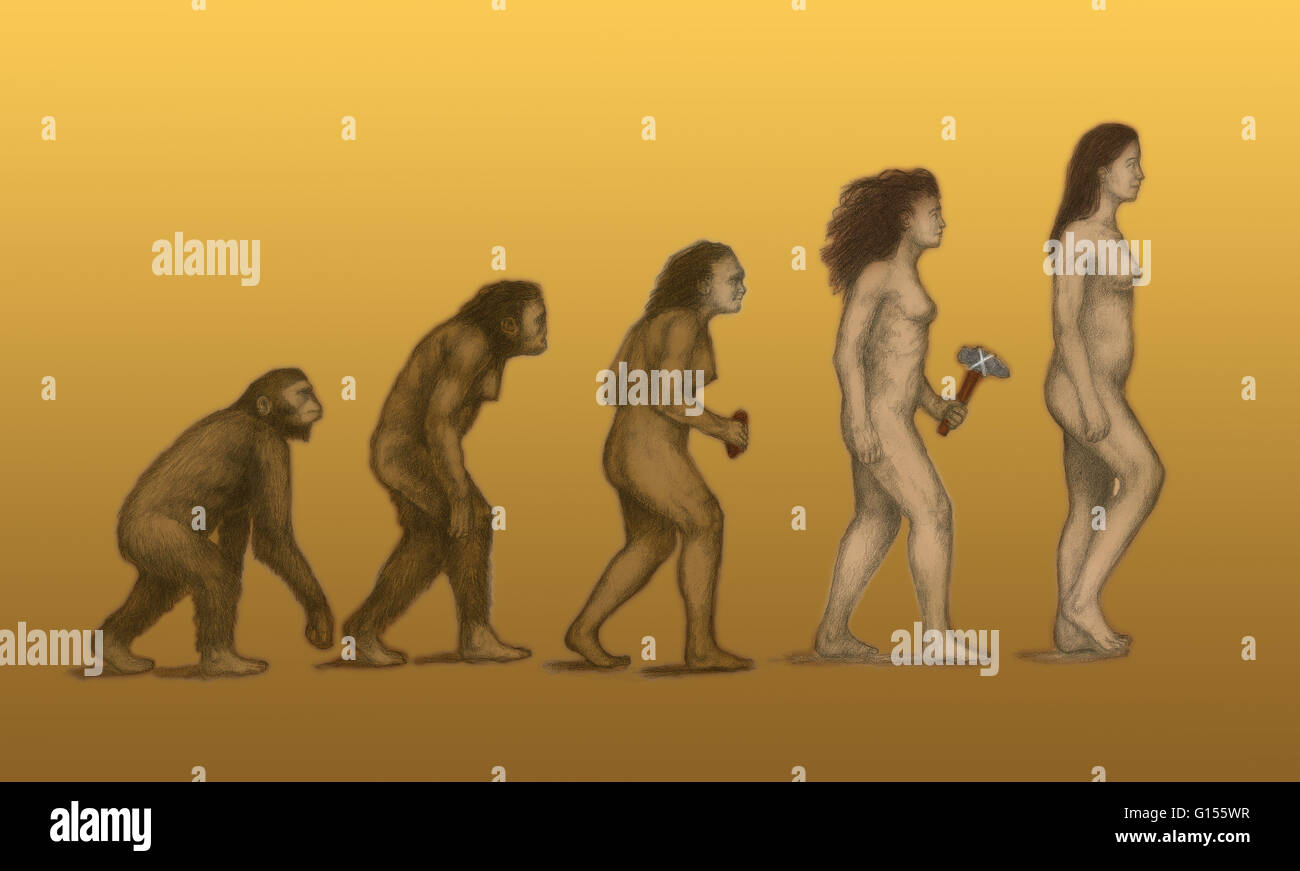 La evolución humana. Ilustración de la evolución de los homínidos (hembra)  de nuestros ancestros distantes a día de hoy los seres humanos (Homo  sapiens Fotografía de stock - Alamy