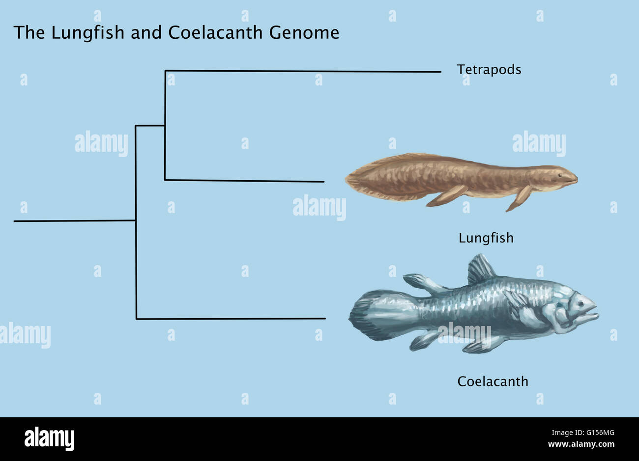 Diagrama del lungfish celacanto y genoma. Los celacantos son un orden de peces raros que siguen el linaje vivo más antiguo que se conoce de Sarcopterygii, lo que significa que están más estrechamente relacionados con lungfish, reptiles y mamíferos que a los peces de aletas de rayos comunes. Foto de stock