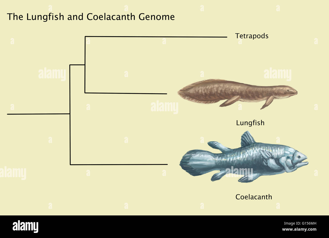 Diagrama del lungfish celacanto y genoma. Los celacantos son un orden de peces raros que siguen el linaje vivo más antiguo que se conoce de Sarcopterygii, lo que significa que están más estrechamente relacionados con lungfish, reptiles y mamíferos que a los peces de aletas de rayos comunes. Foto de stock