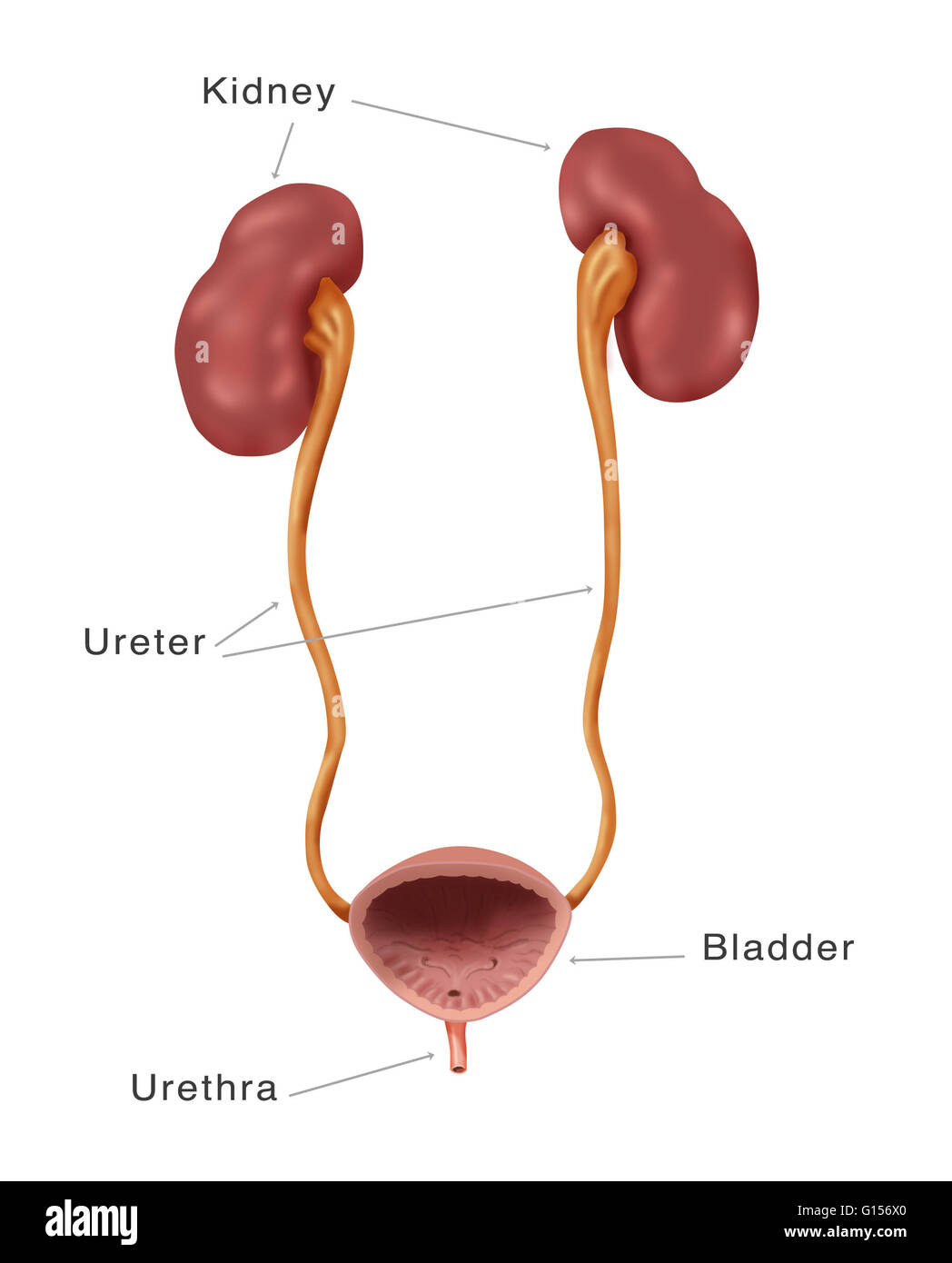 Sistema renal. Ilustración de los riñones, los uréteres, la vejiga y la