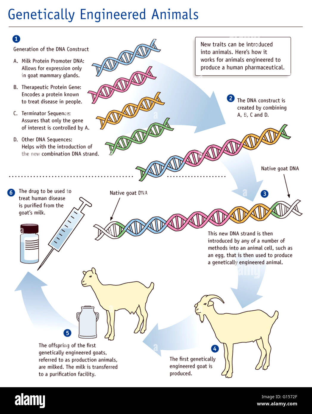 La ingeniería genética es un método potente y selectiva de la introducción de los rasgos deseables en animales mediante ADN recombinante (ADNR) tecnología. El ADN es la sustancia química dentro del núcleo de una célula que transporta las instrucciones genéticas para hacer los organismos vivos. Foto de stock