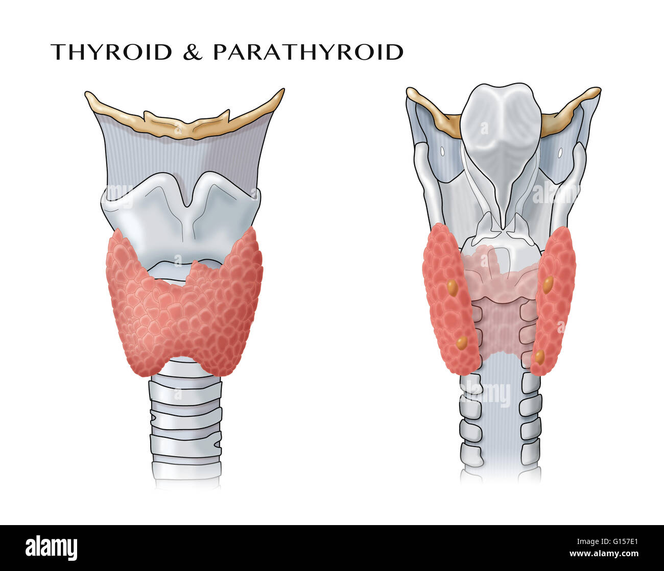 Ilustración anatómica de las glándulas tiroides y paratiroides Fotografía  de stock - Alamy