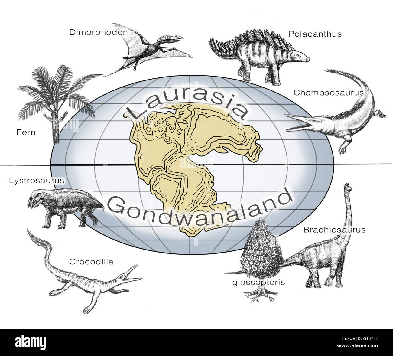 Ilustración de plantas y animales comunes en los dos supercontinents Laurasia y Gondwanaland, que existía desde aproximadamente 510 a 180 millones de años atrás. Las plantas y los animales están fotografiados (en sentido de las agujas del reloj desde la parte superior izquierda): el helecho, dimorphodon, polacanthus, ch Foto de stock