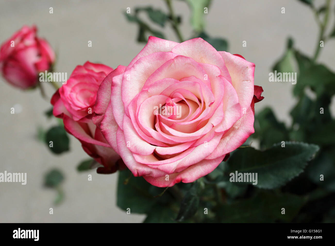 Cierre de un color durazno rosas en plena floración Foto de stock