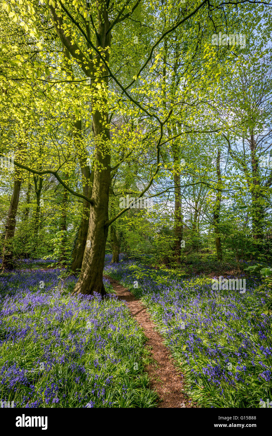 Las campánulas azules,bosque,garstang,Inglaterra,Reino Unido,europa Foto de stock