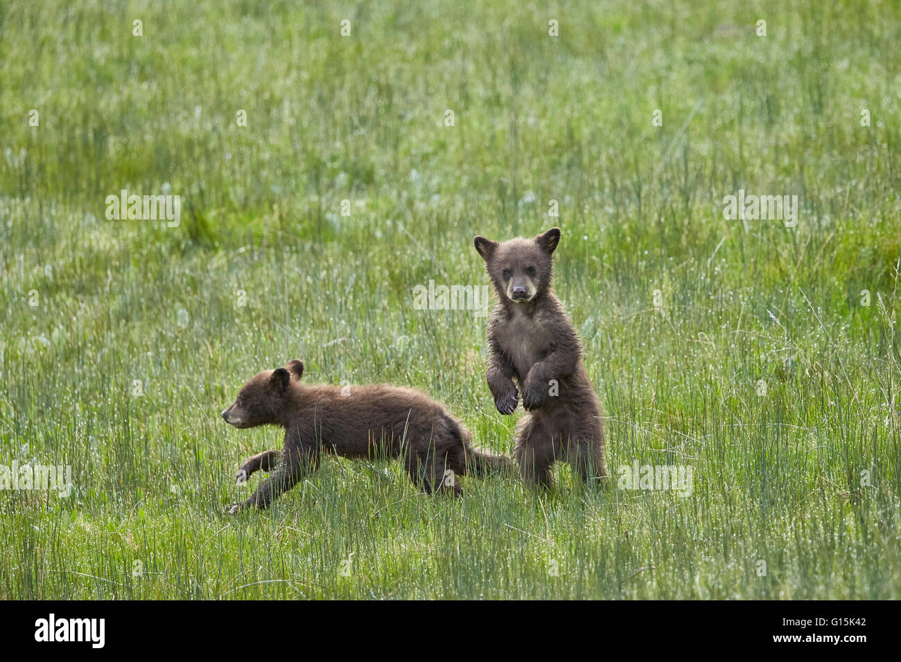 Oso negro (Ursus americanus), dos cachorros de chocolate del año o primavera cubs, el Parque Nacional Yellowstone, Wyoming, EE.UU. Foto de stock