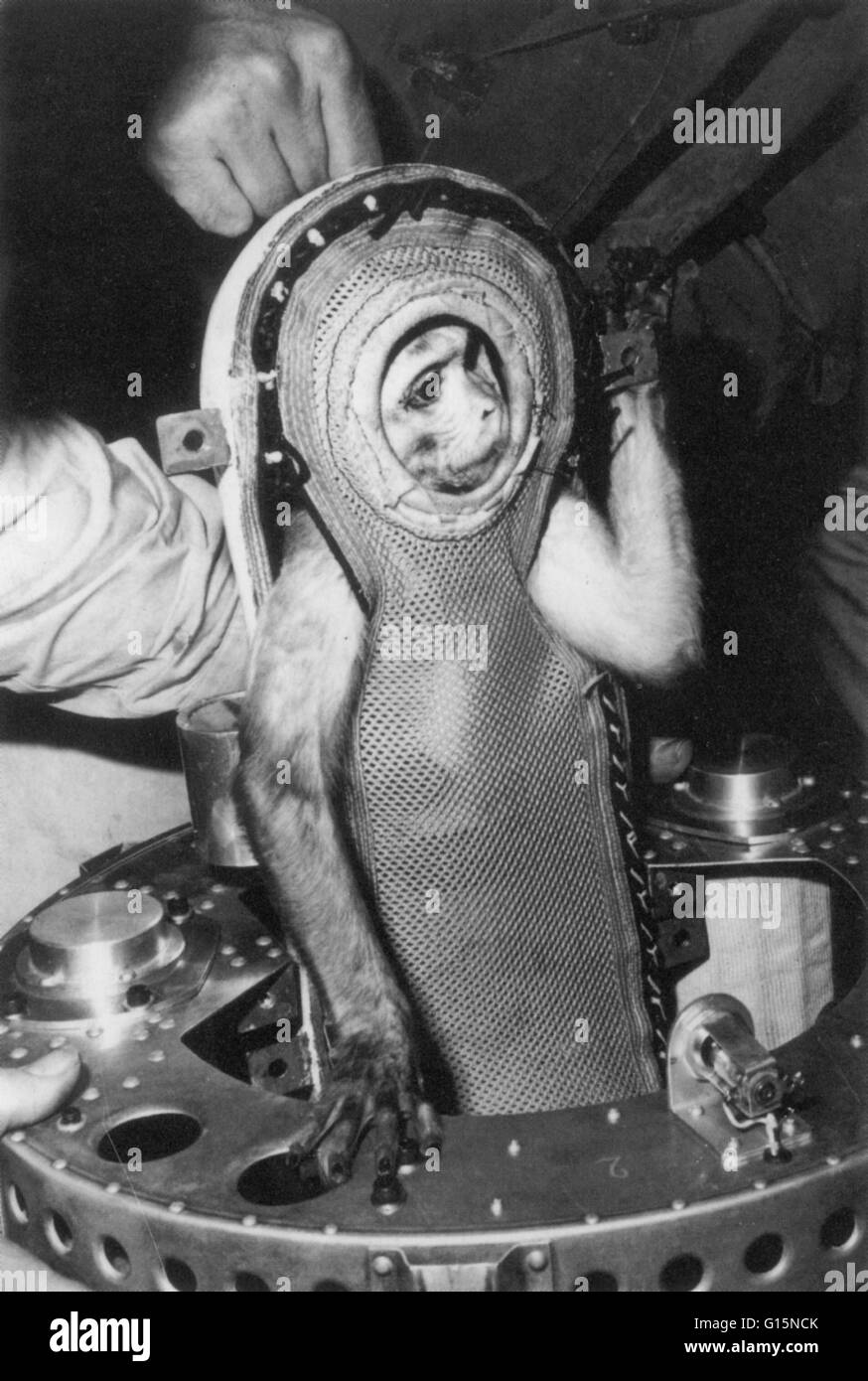 Sam, un mono rhesus que, el 4 de diciembre de 1959, voló en el Little Joe 2 en el programa Mercury a 53 millas de alto. El Little Joe 2 era una prueba de la cápsula espacial Mercury, y Sam fue enviado para probar los efectos adversos del espacio en los seres humanos. Volvió el mono Foto de stock