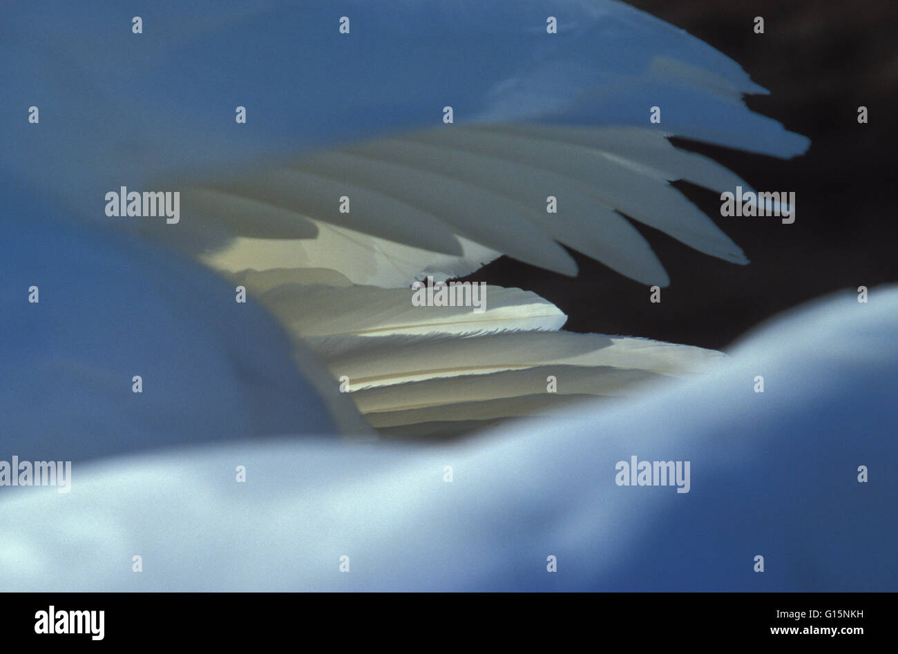DEU, Alemania, el plumaje de un cisne (lat. Cygnus olor) DEU, Deutschland, eines Gefieder Hoeckerschwans (lat. Cygnus olor) Foto de stock