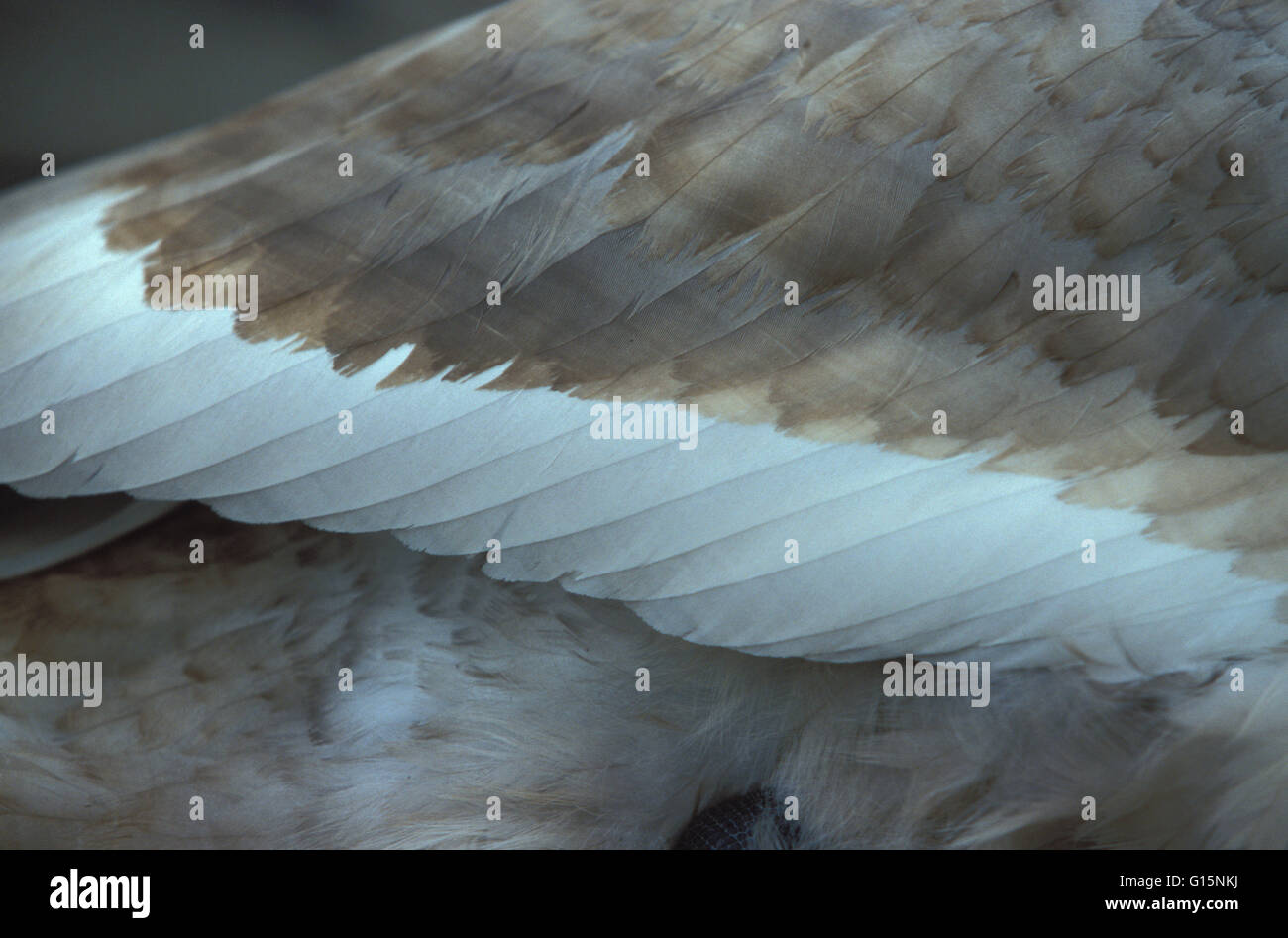 DEU, Alemania, el plumaje de un joven cisne (lat. Cygnus olor) DEU, Deutschland, Gefieder eines jungen Hoeckerschwans (lat. Cygn Foto de stock