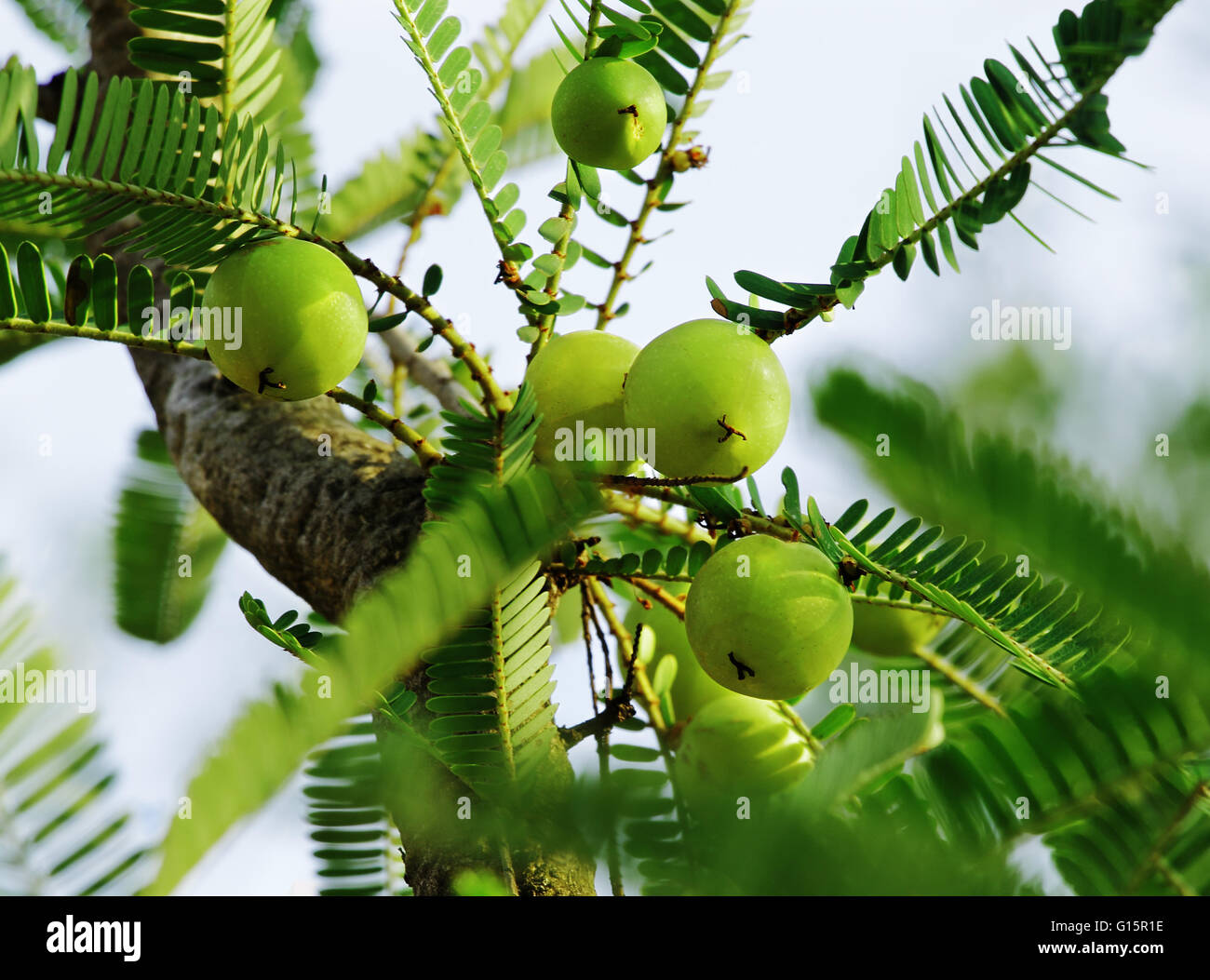 Indian uchuva, Phyllanthus emblica, en árbol. Un ingrediente esencial de la India (Ayurvedic medicinas a base de hierbas). Foto de stock