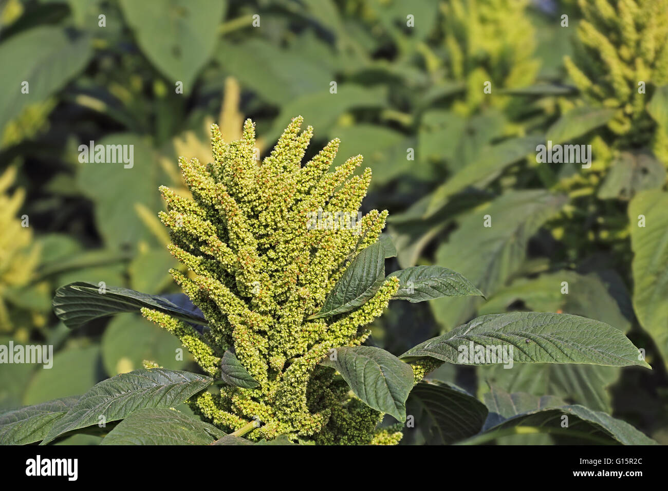 Verde India Amaranto, cultiva como verduras, cereales y plantas ornamentales. Género Amaranthus. Foto de stock