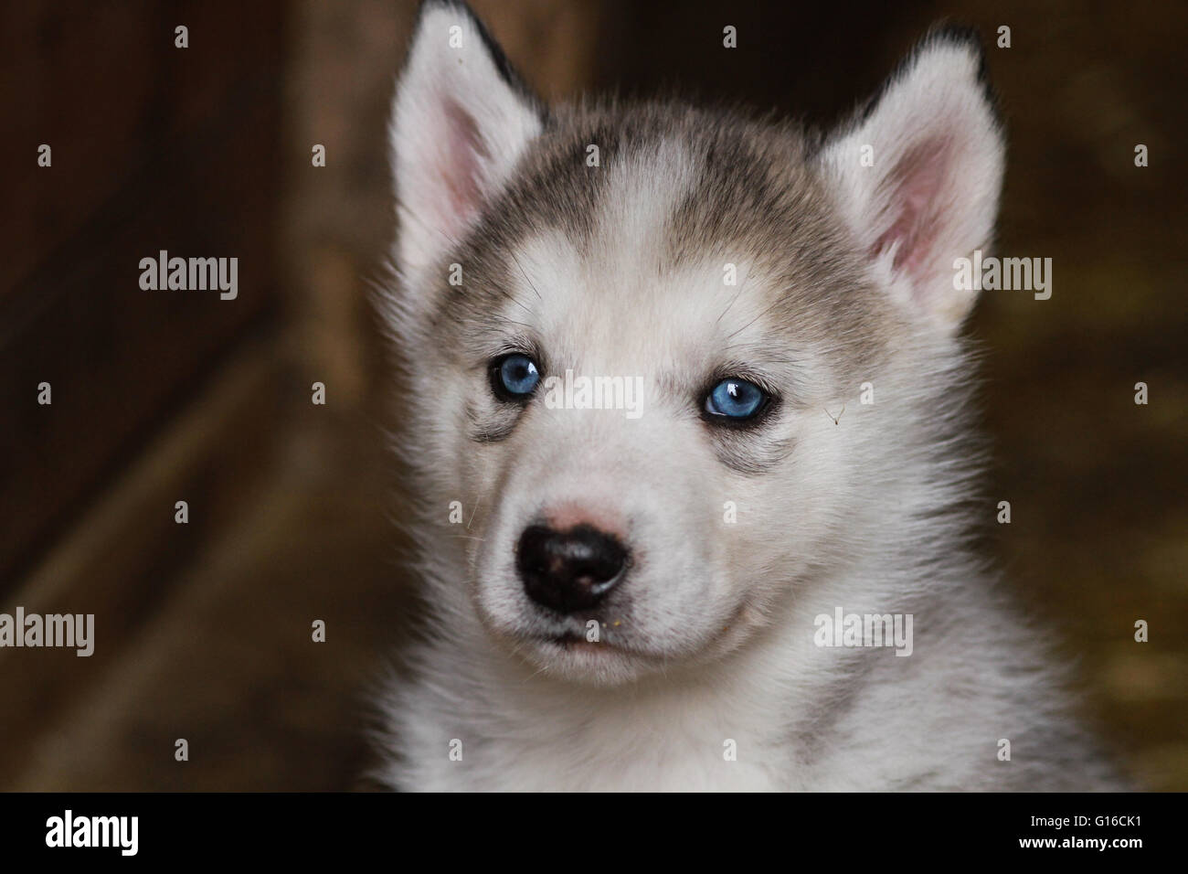 Un Bebe De Raza Siberian Husky Pup Fotografia De Stock Alamy Un Bebe De Raza Siberian Husky Pup Fotografia De Stock Alamy