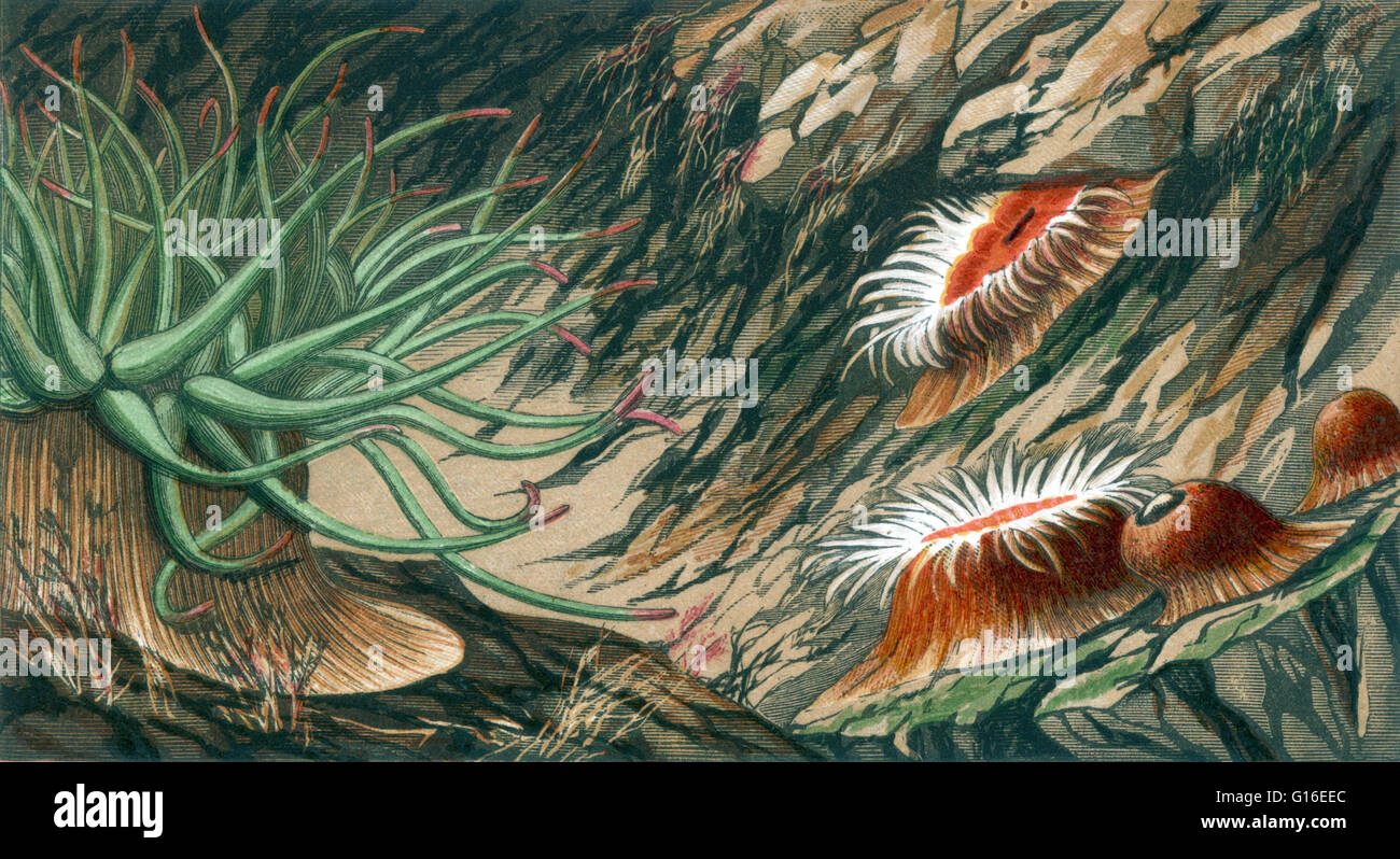 Verde y naranja opelet anémona de disco. Las anémonas de mar son un grupo de agua a las viviendas, los animales rapaces del orden Actiniaria. Son nombrados por la anémona, una flor terrestre. Las anémonas de mar son clasificados en los cnidarios, clase Anthozoa, subclase Foto de stock