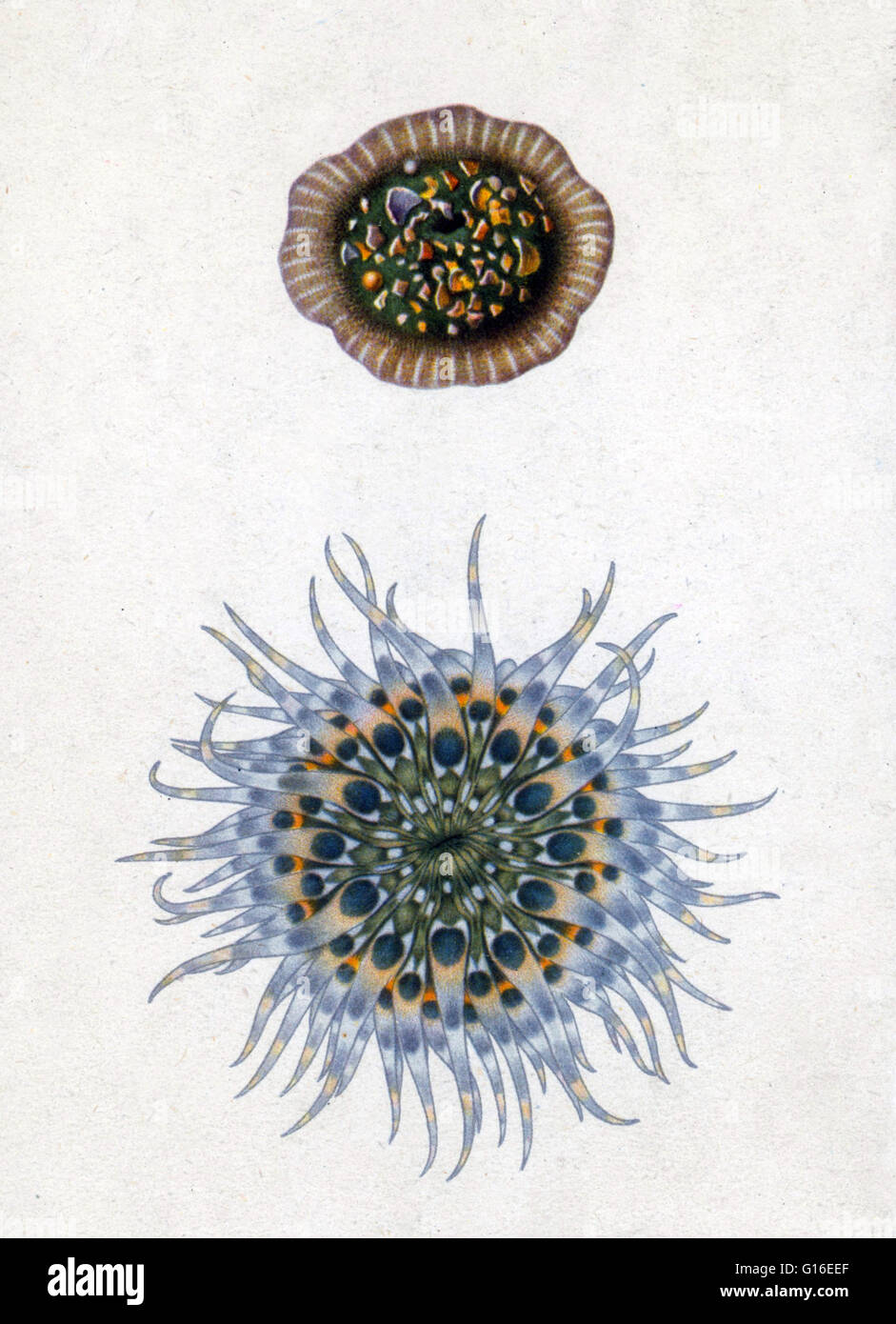 Anémona de mar abierto y cerrado. Las anémonas de mar son un grupo de agua a las viviendas, los animales rapaces del orden Actiniaria. Son nombrados por la anémona, una flor terrestre. Las anémonas de mar son clasificados en los cnidarios, clase Anthozoa, subclase Hexacora Foto de stock