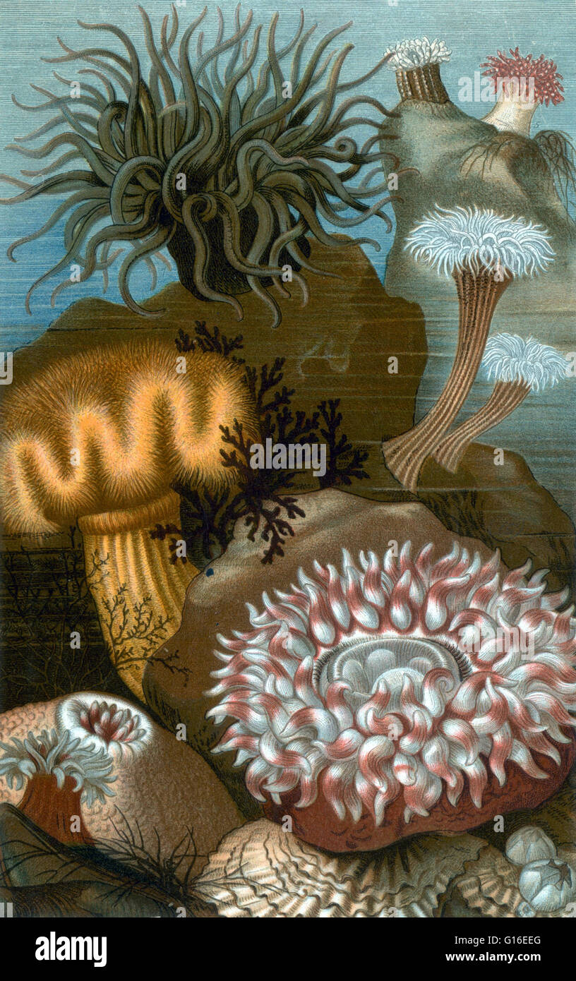 Las anémonas de mar europea. Las anémonas de mar son un grupo de agua a las viviendas, los animales rapaces del orden Actiniaria. Son nombrados por la anémona, una flor terrestre. Las anémonas de mar son clasificados en los cnidarios, clase Anthozoa, subclase Hexacorallia. Foto de stock