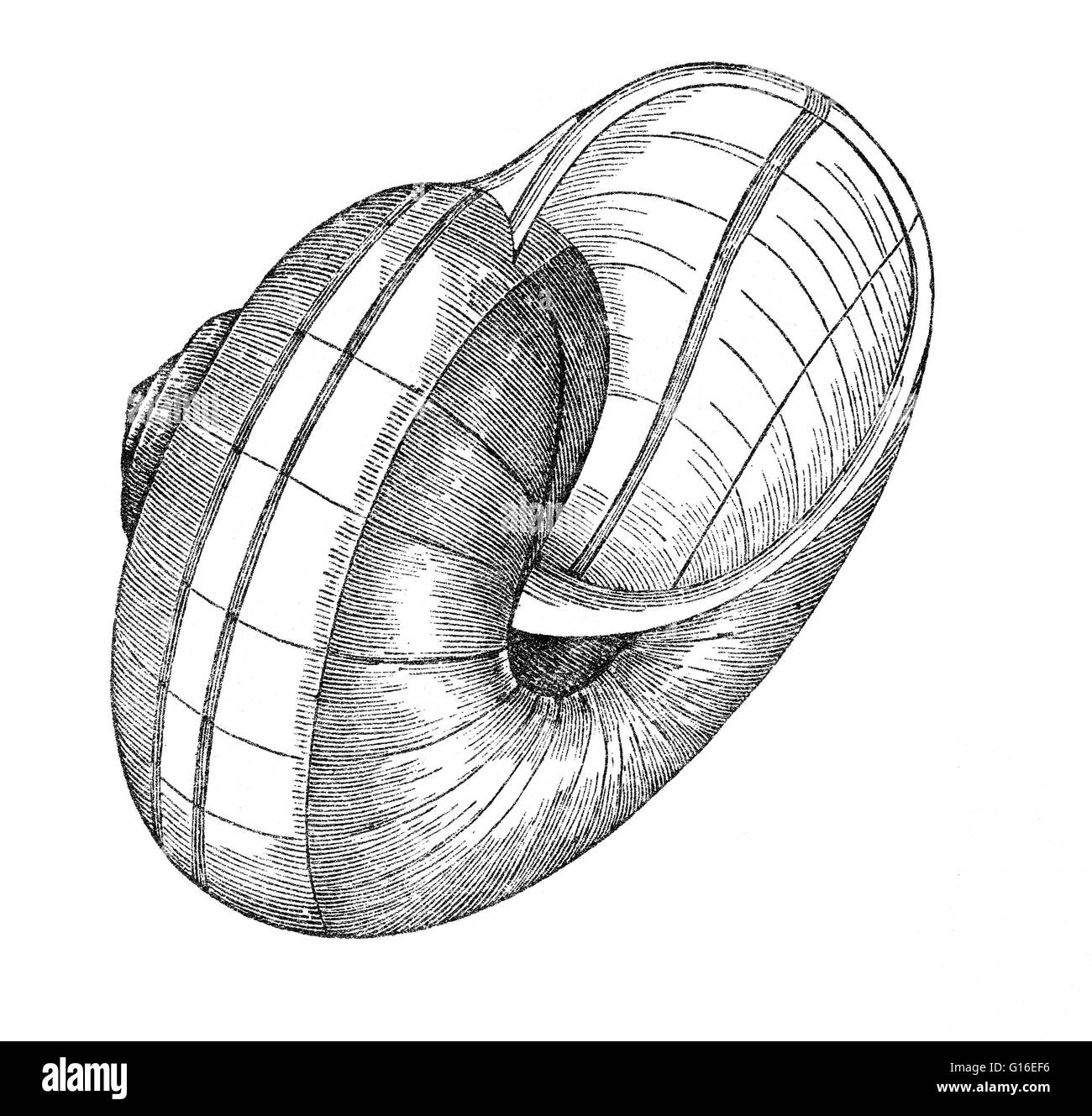 El Caracol De Mar Es Un Nombre Com n Para Los Caracoles Que Normalmente el-caracol-de-mar-es-un-nombre-com-n-para-los-caracoles-que-normalmente