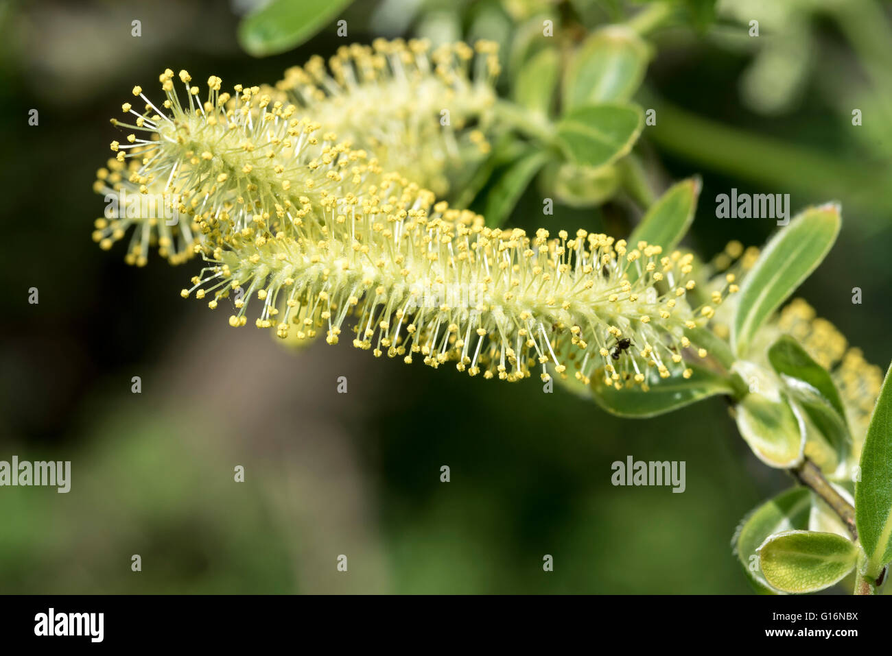 Un macho de Willow catkin Foto de stock