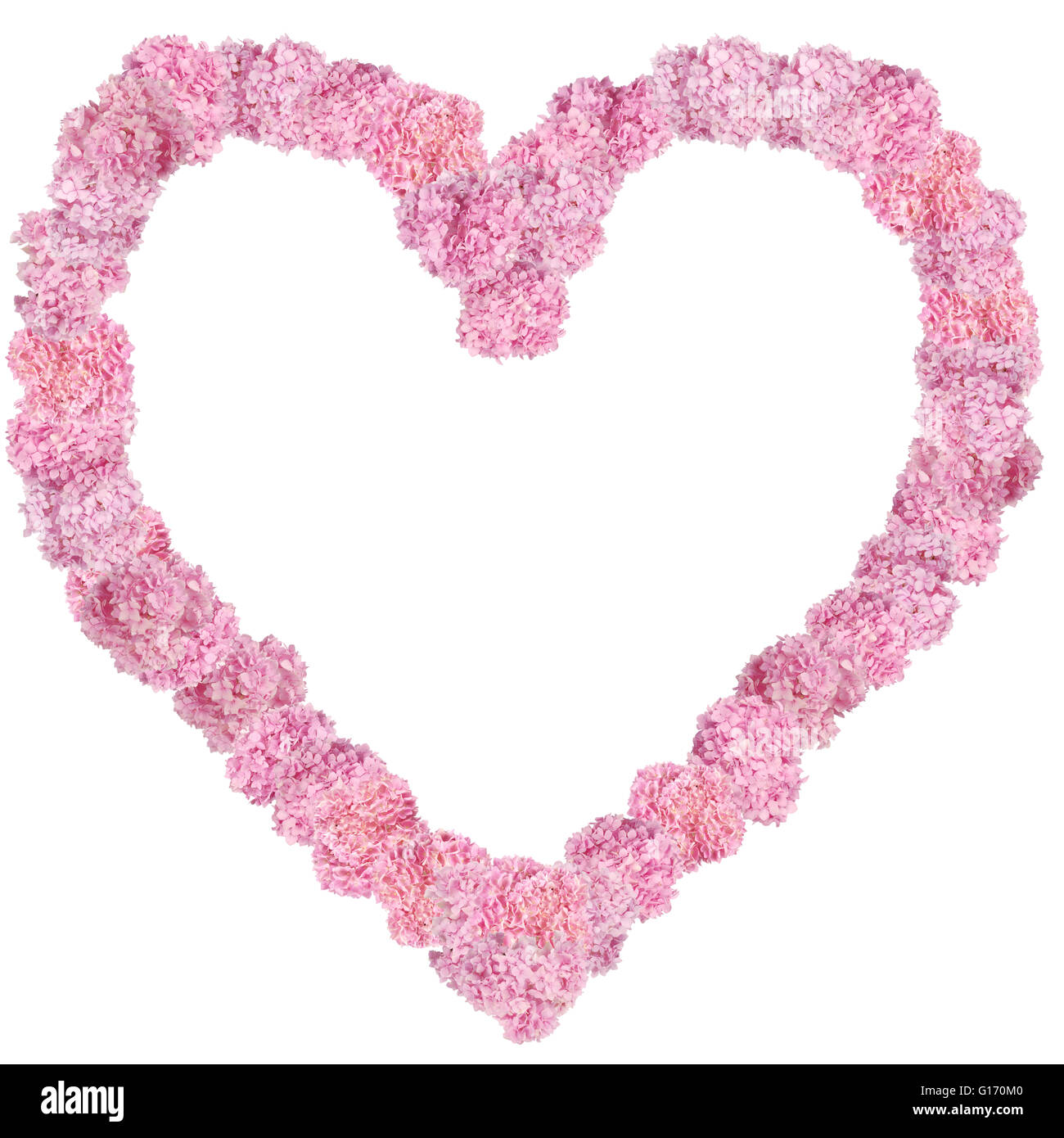 Hermosa Rosa hortensias bastidor de flores en forma de corazón. Color natural. Aislado en blanco Foto de stock