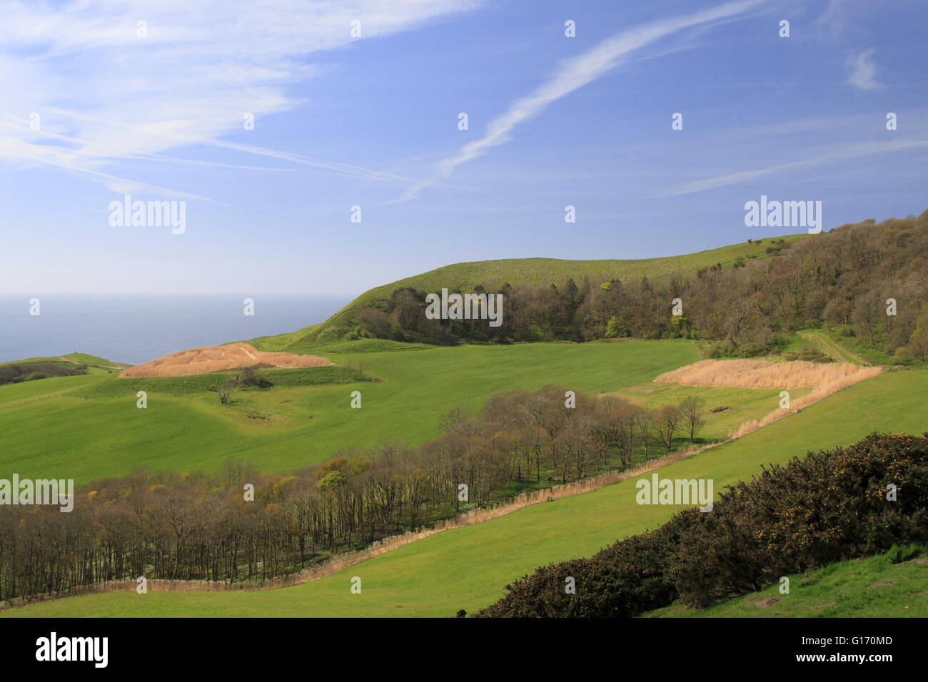 Cabeza de madera Swyre Polar, Kingston, Corfe, Purbeck, Costa Jurásica, en Dorset, Inglaterra, Gran Bretaña, Reino Unido, UK, Europa Foto de stock